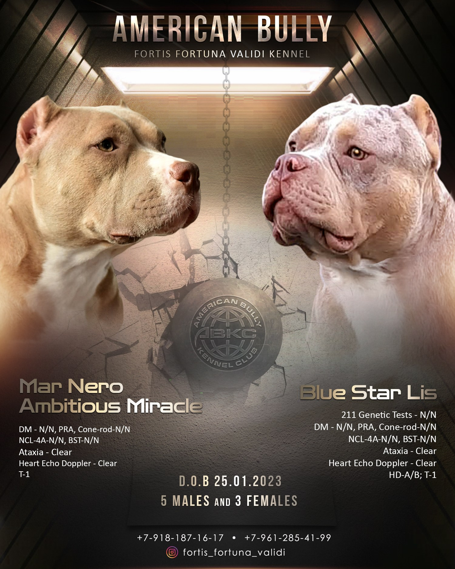 Презентация помета American Bully