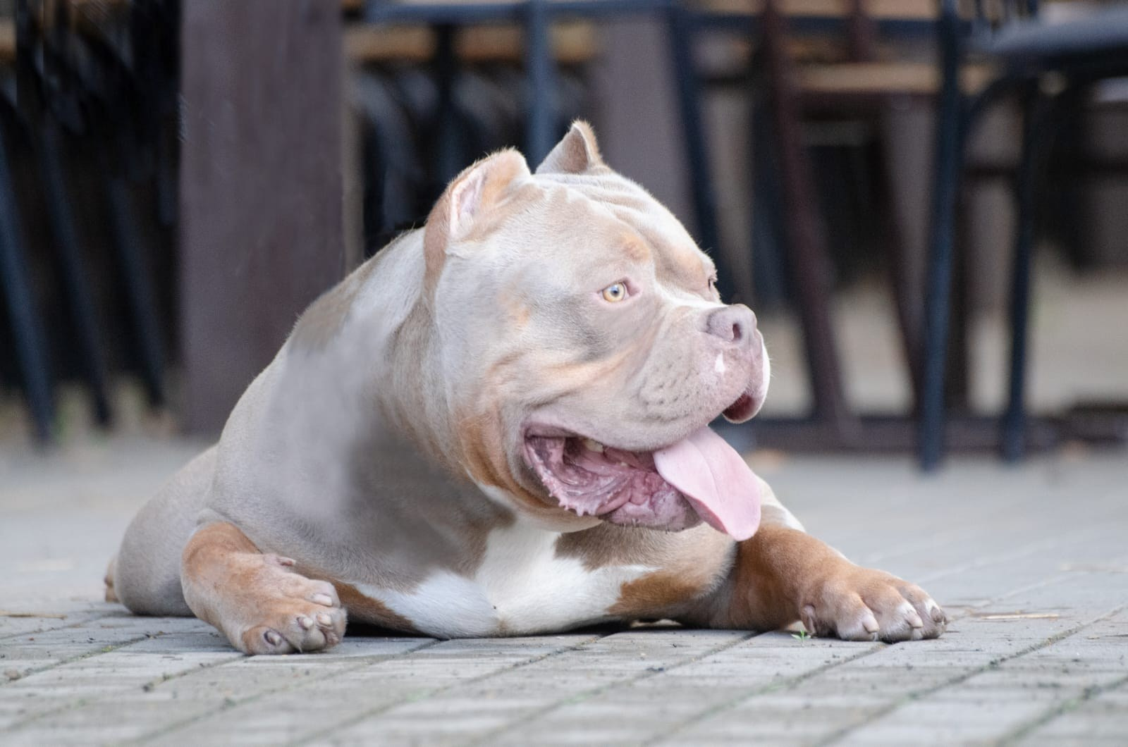 Зидан лежит отдыхает, устал после игр