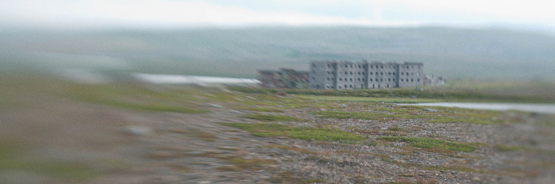 Северный цвет