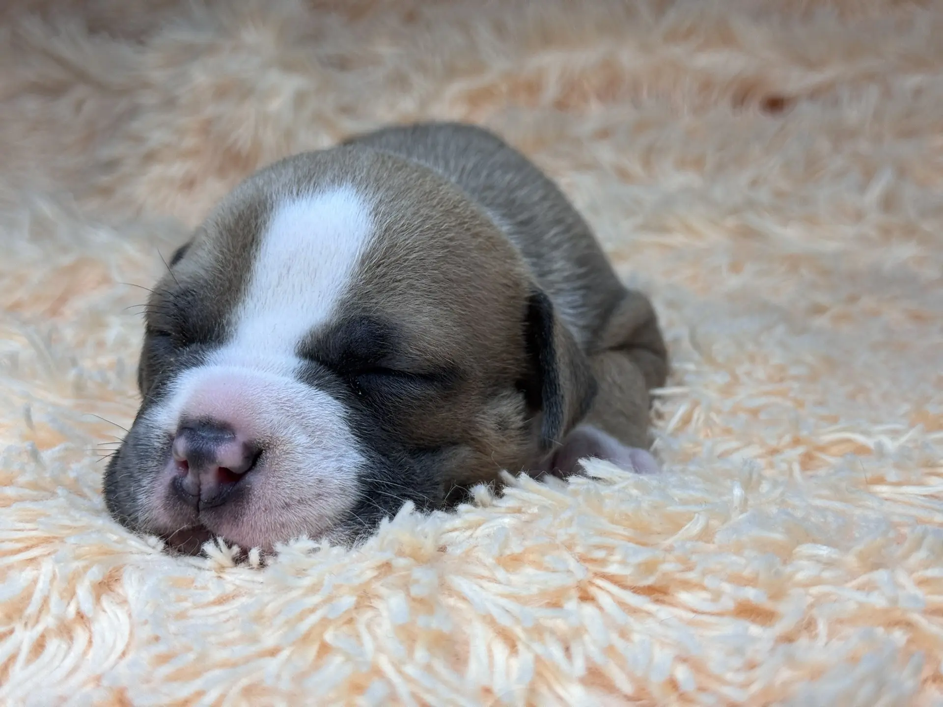 Свободные щенки Американский Булли стандарт и Свободные щенки Американский Булли классик. Американский Булли в г. Ростов-на-Дону. Питомник THE POWER OF SIBERIA