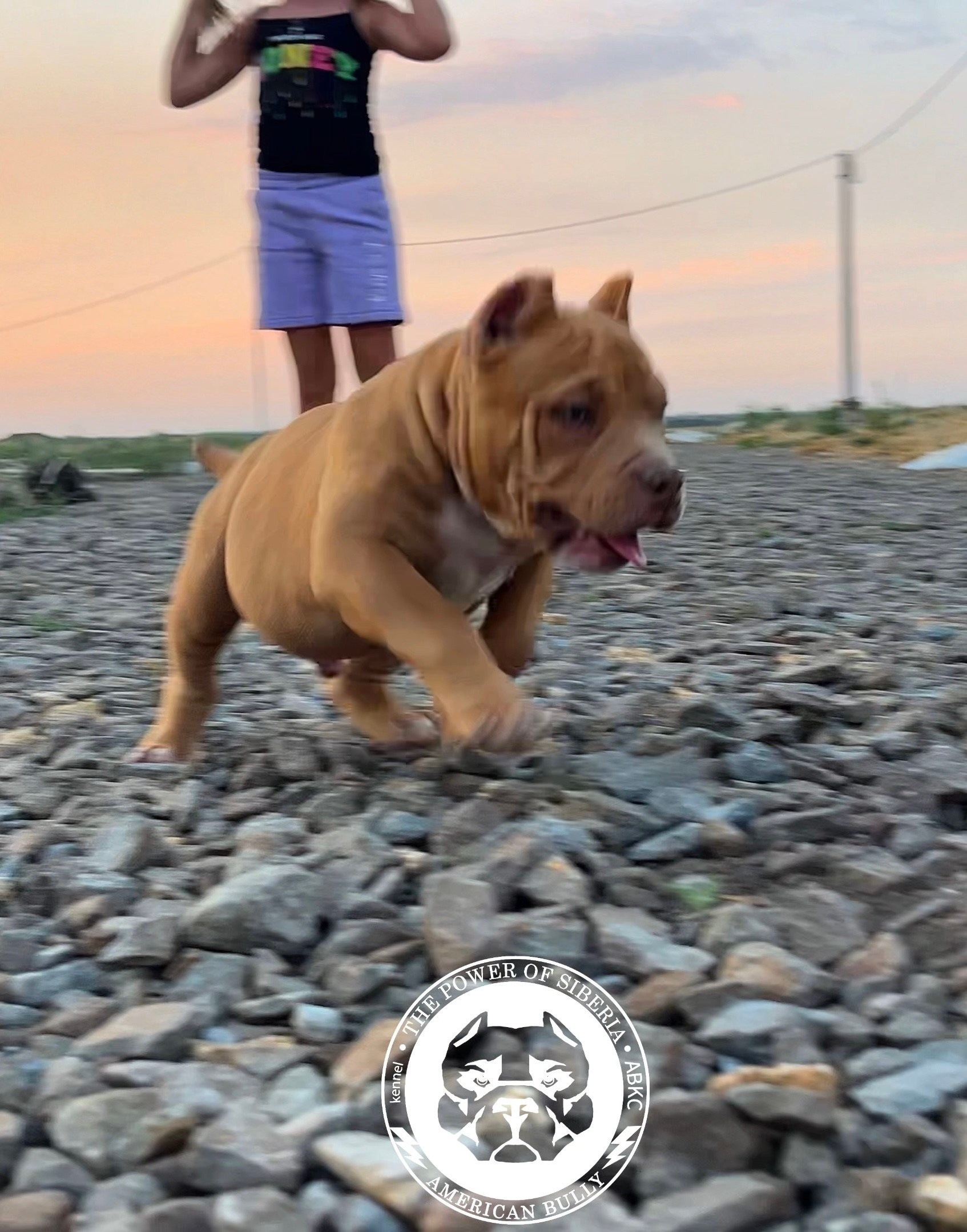 Помет Каспер и Тагира. 21.04.25. Американский Булли в г. Ростов-на-Дону. Питомник THE POWER OF SIBERIA