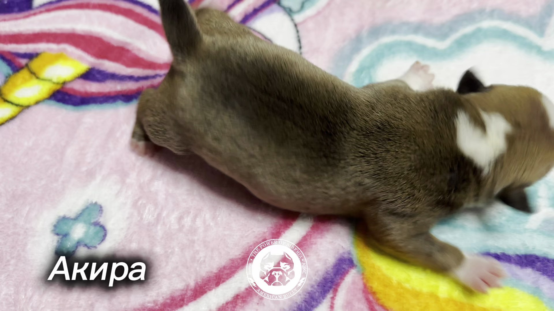 Все свободные щенки. Американский Булли в г. Ростов-на-Дону. Питомник THE POWER OF SIBERIA