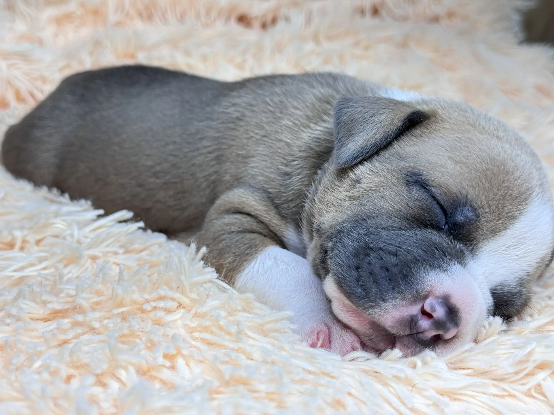 Свободные щенки Американский Булли стандарт и Свободные щенки Американский Булли классик. Американский Булли в г. Ростов-на-Дону. Питомник THE POWER OF SIBERIA