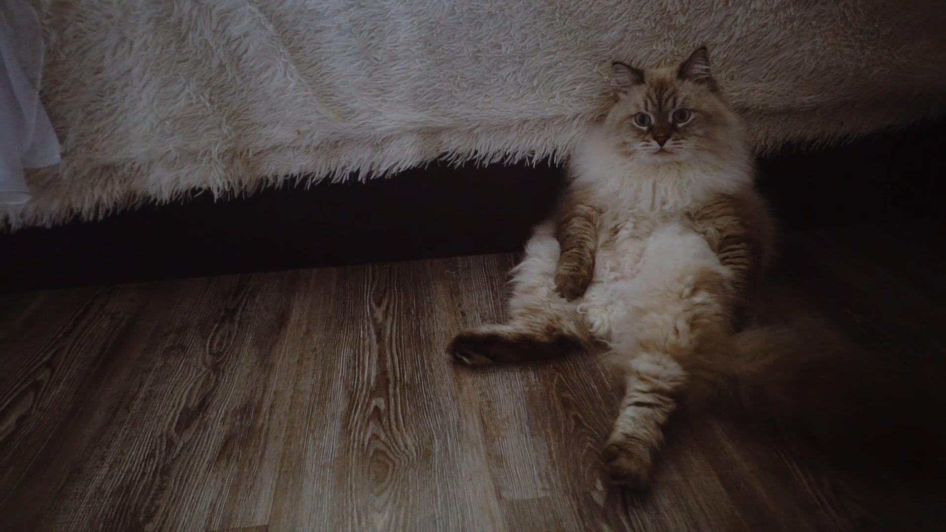 Свадебное видео портфолио Вологда видеограф. Видеограф Сергей Болотов