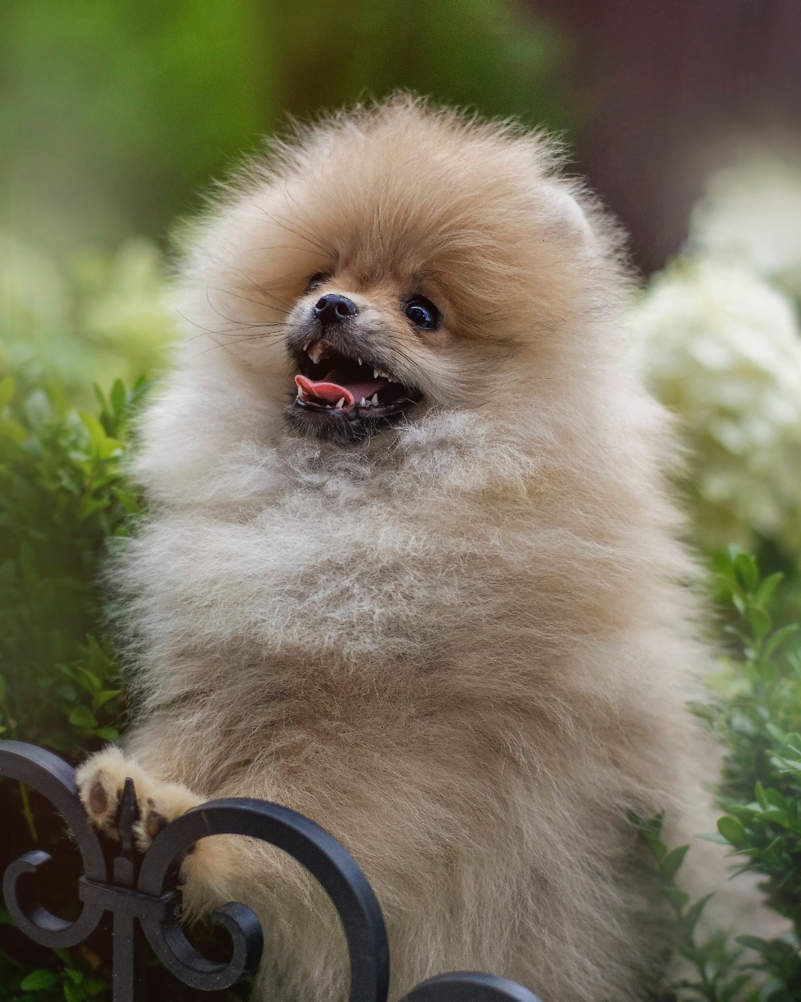 Собаки. Фотограф-анималист Нижний Новгород