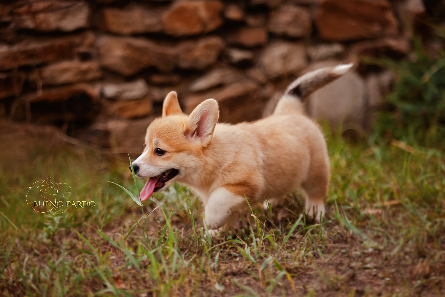 Щенки вельш корги пемброк из питомника. Питомник собак Акита, Хаски, Корги