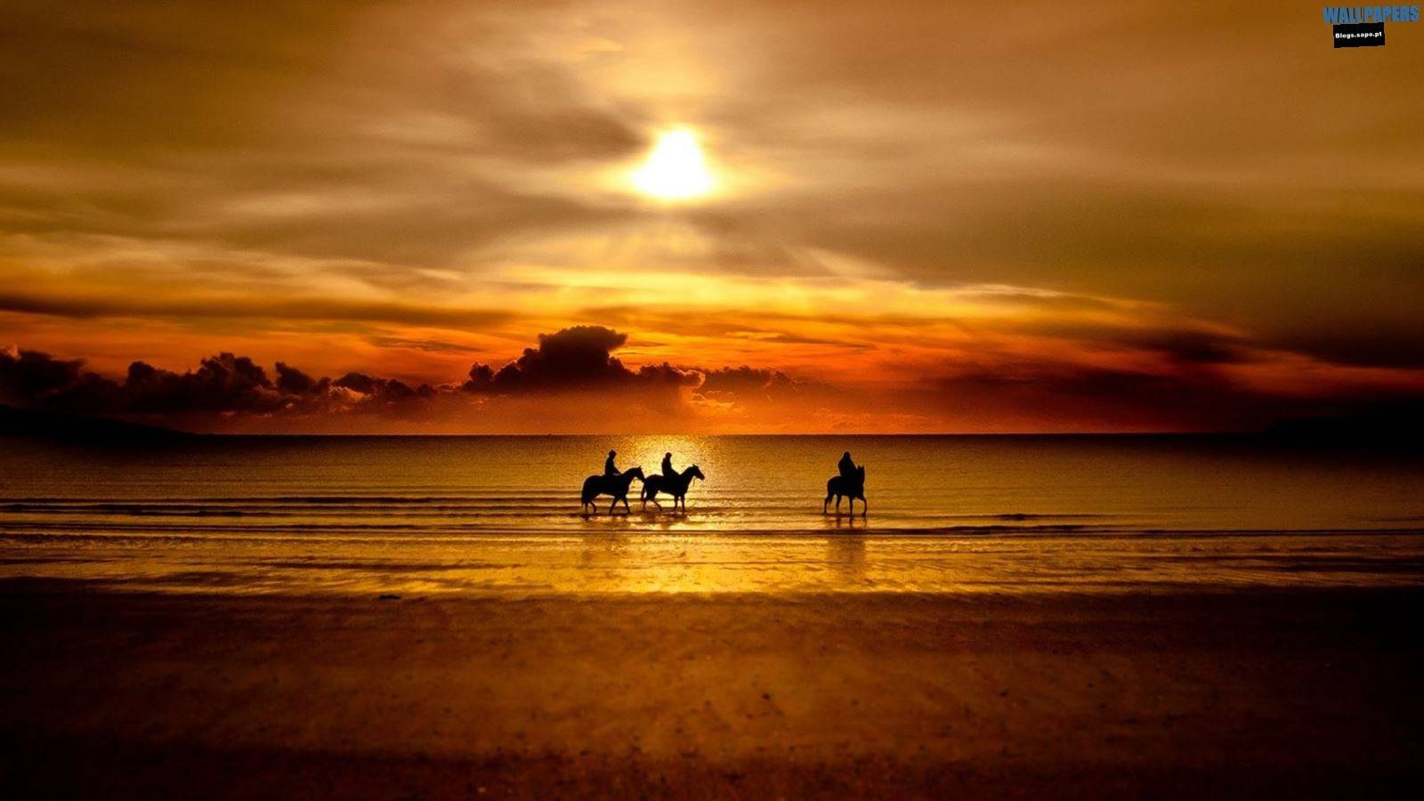 How to buy a horse. Liana Antanovich | Equestrian Strategies