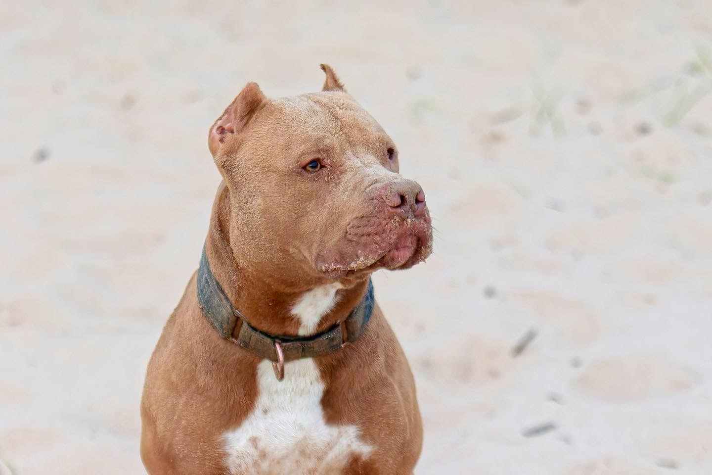 Отзывы. Фотограф-анималист Юлия Зубкова