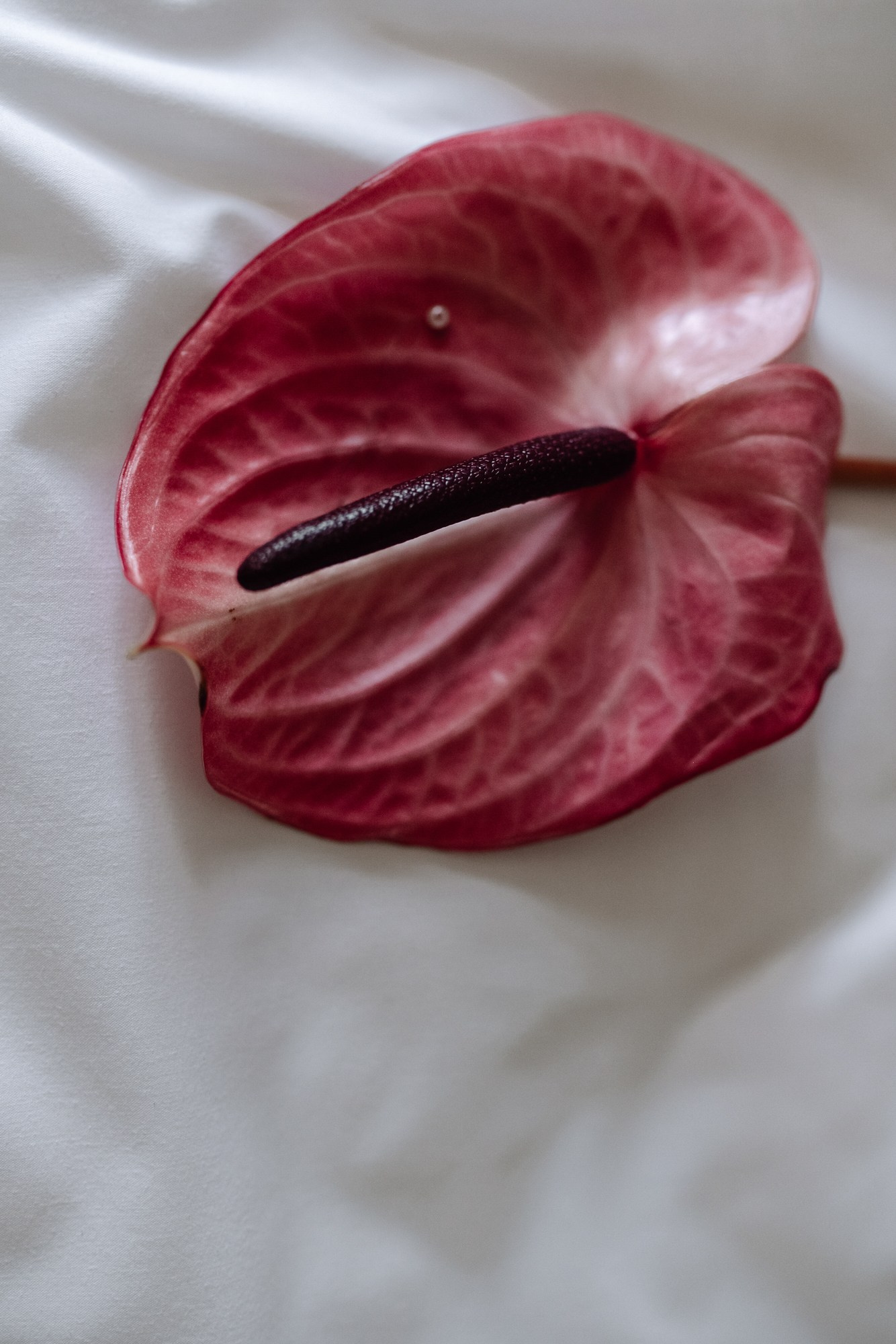 Свадебный и семейный фотограф в Липецке Яна Ефимова