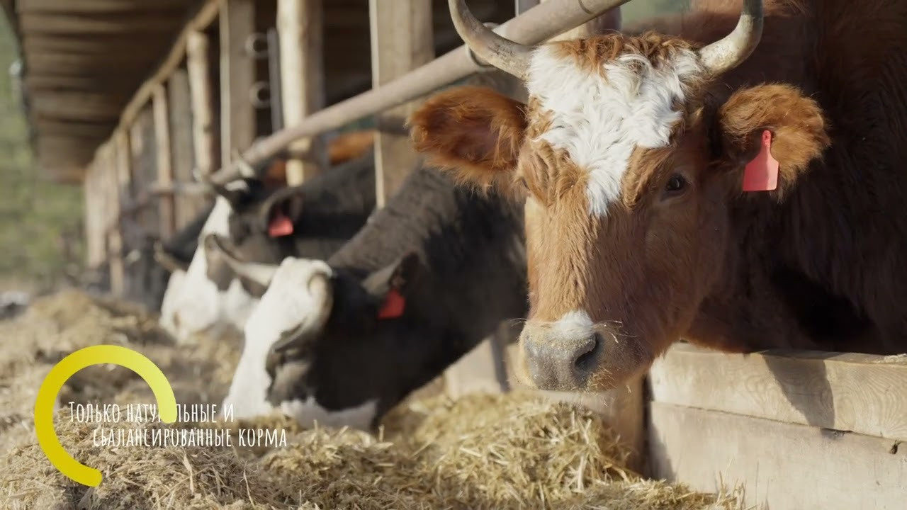 Аэросъемка в Самаре, Тольятти и Самарской области. Видеосъемка в Самаре и Тольятти