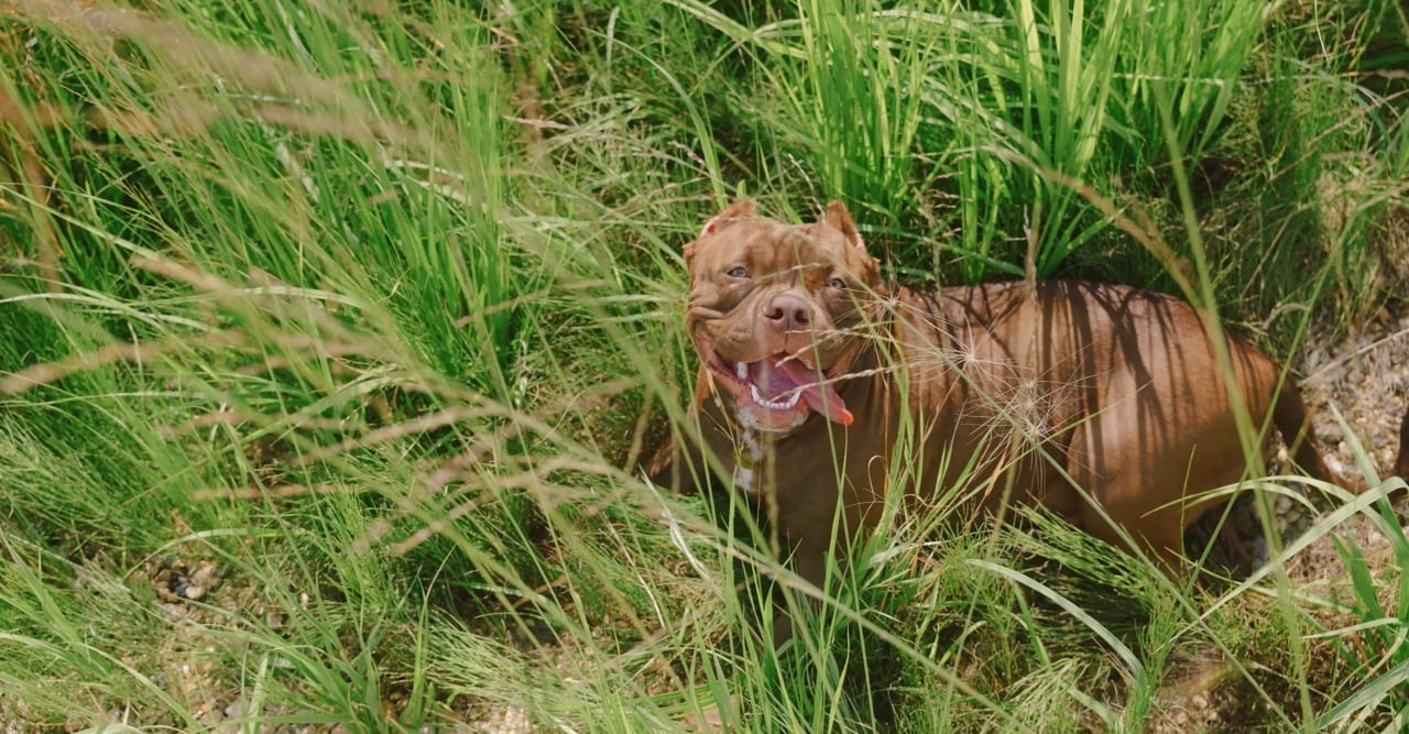 My works. Wedding videographer Dmitrii Moby