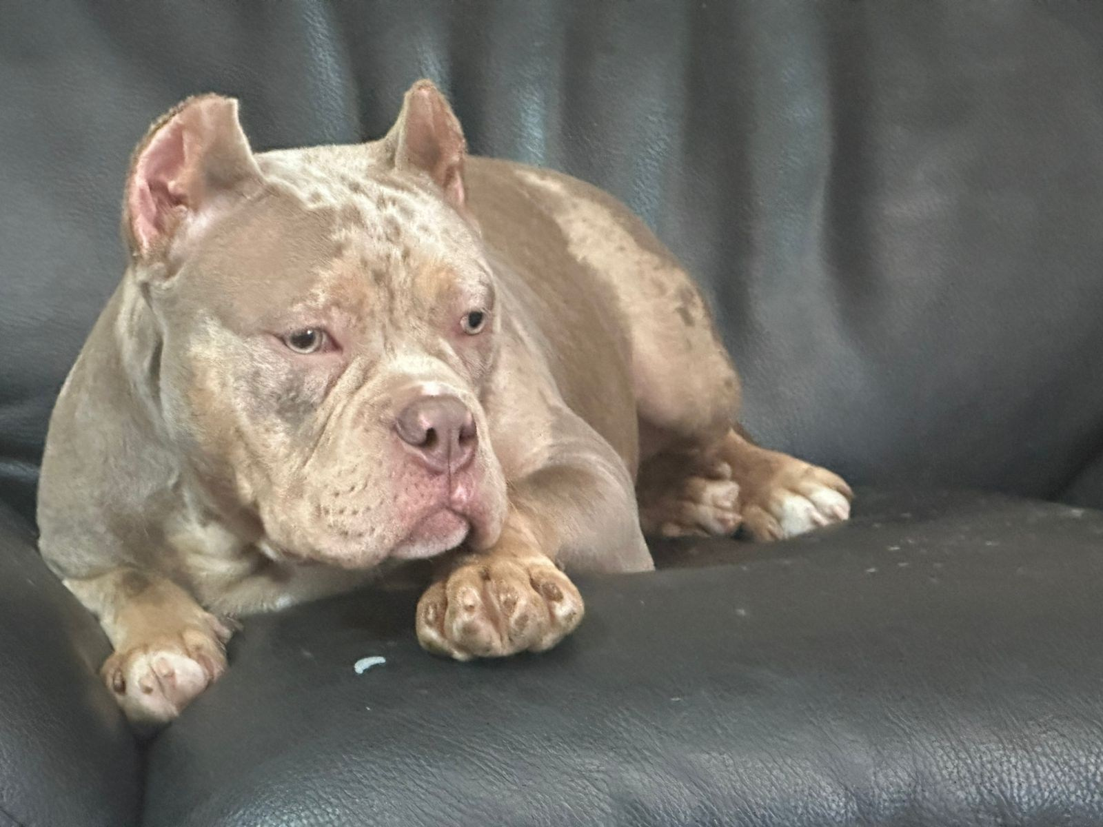 Щенки Американский булли. ПИТОМНИК СОБАК ПОРОДЫ АМЕРИКАНСКИЙ БУЛЛИ