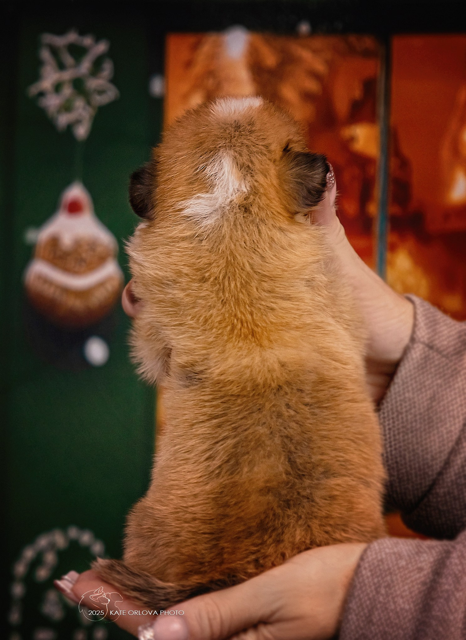 А — Кола и Цесей. Kawaii Kuma питомник собак пород Корги пемброк, Акита ину, Сиба