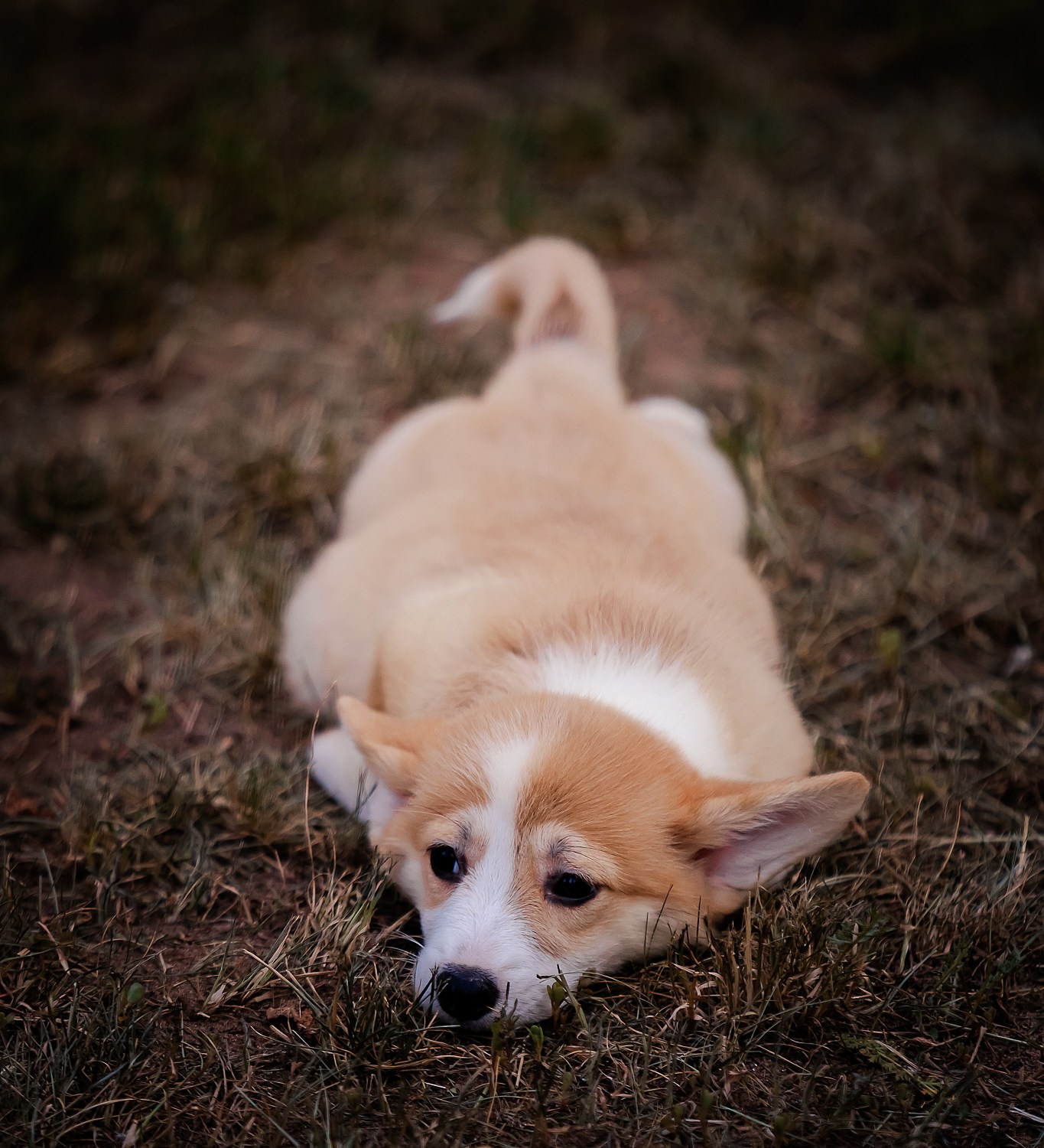 Щенки вельш корги пемброк из питомника. Питомник собак Акита, Хаски, Корги