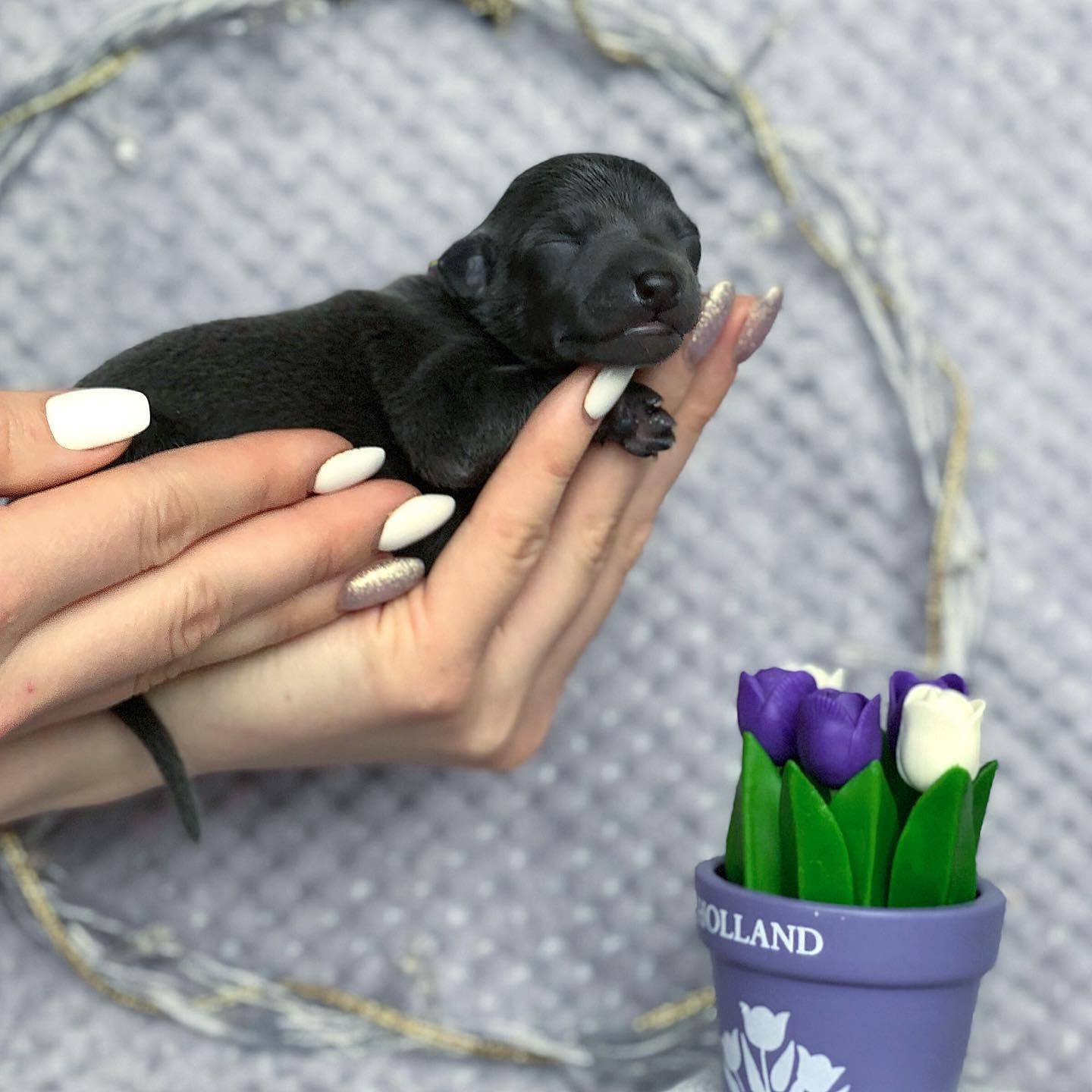 Весенние крошки. Профессиональный питомник левреток РКФ/FCI ASTI SAPPHIRE 💎 Сочи|Санкт-Петербург