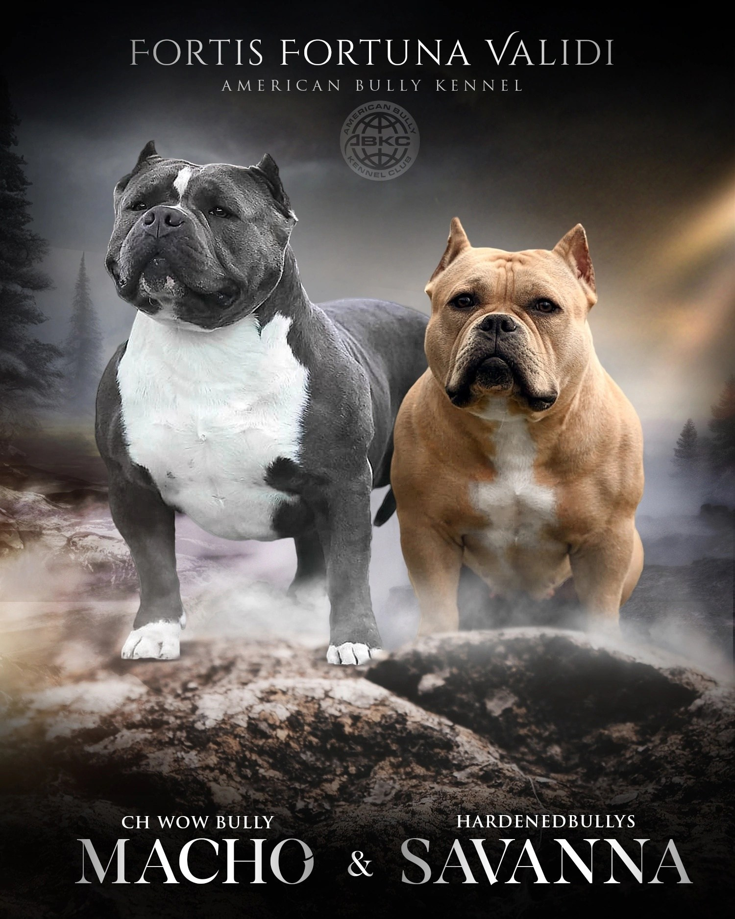 MACHO и SAVANNA, презентация американских булли 