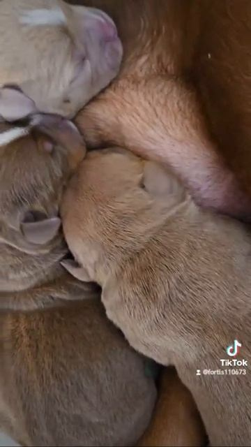 Дети Локомотива. ПИТОМНИК СОБАК ПОРОДЫ АМЕРИКАНСКИЙ БУЛЛИ