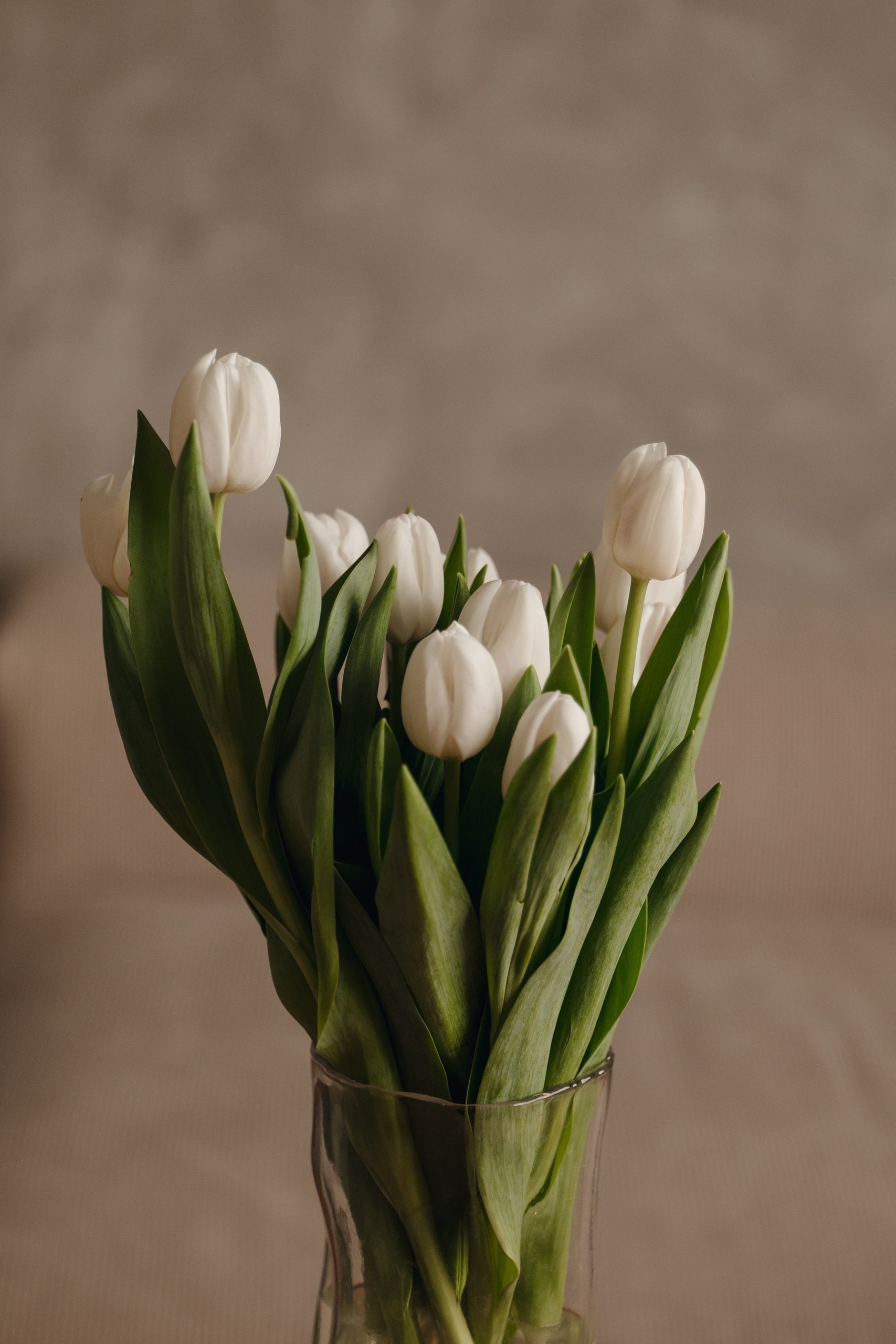 Фотостудии г.Липецк. Фотограф Екатерина Лёвушкина