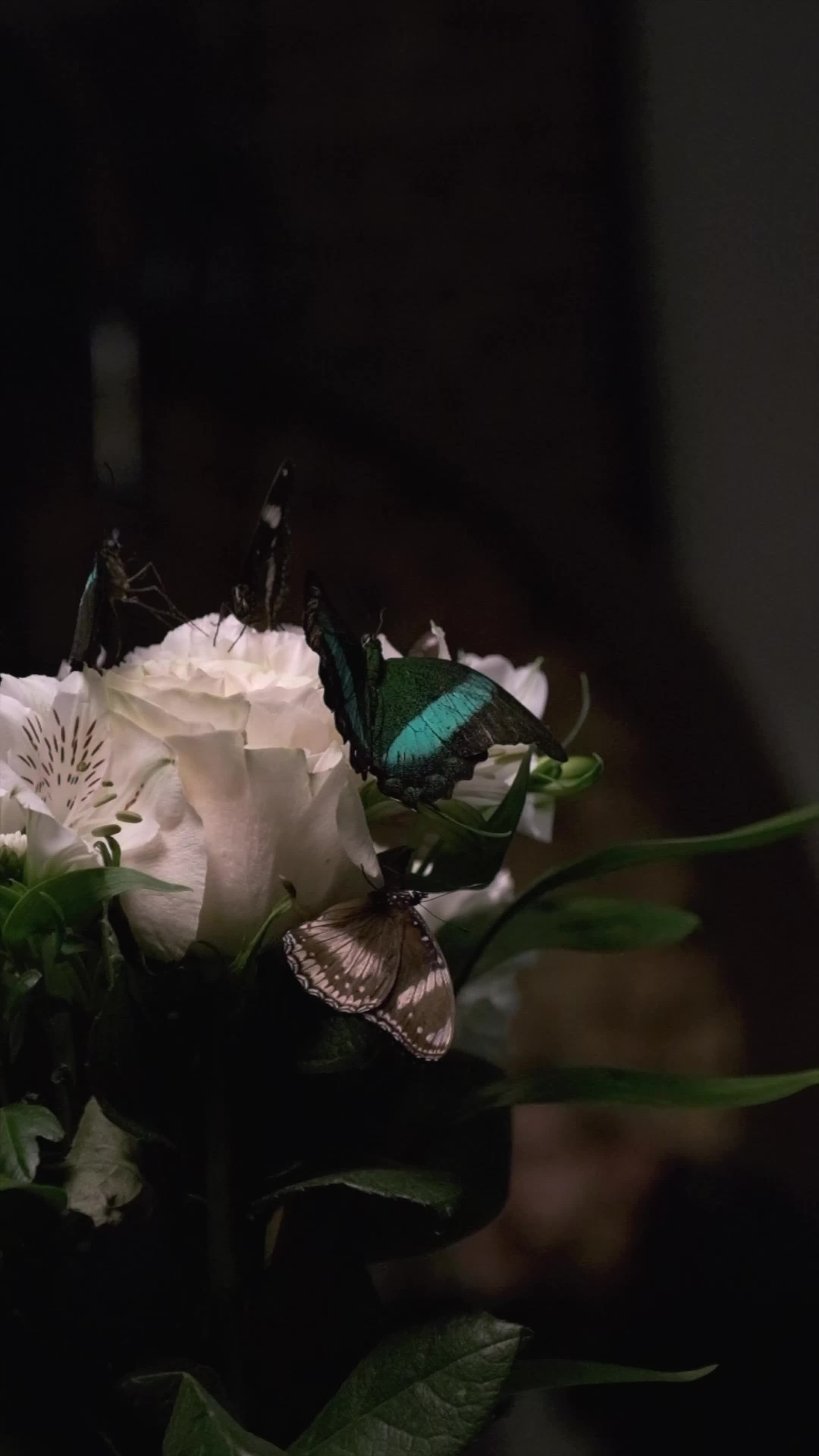 Видео. Фотограф I Санкт-Петербург