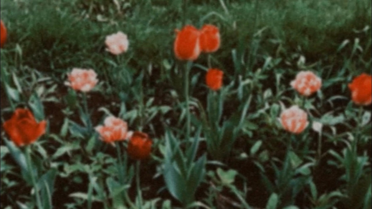 FILMS. Uvaliss | Alice Feer