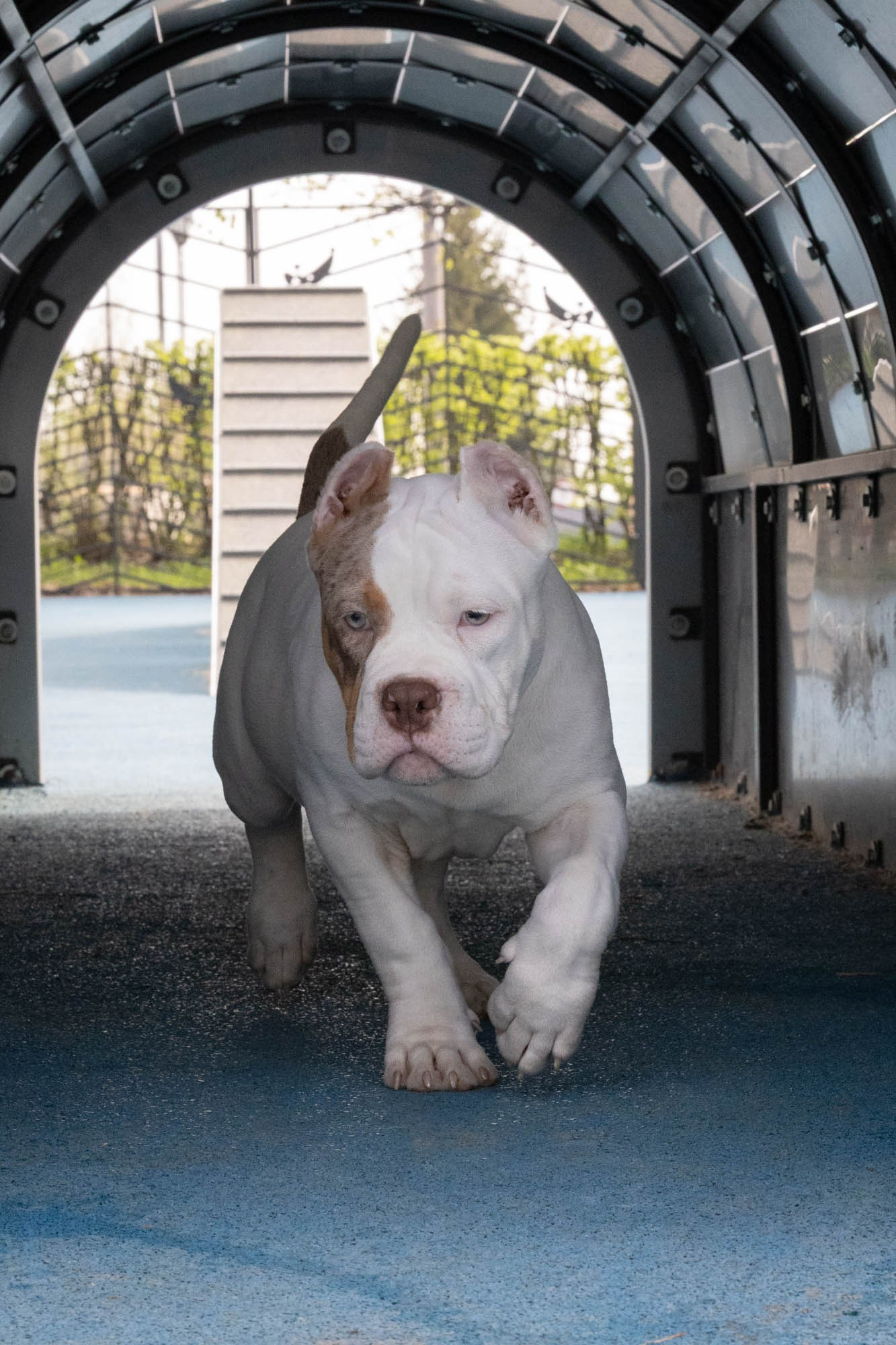 Щенки. Виктория Михайловская. Фотограф-анималист. Москва