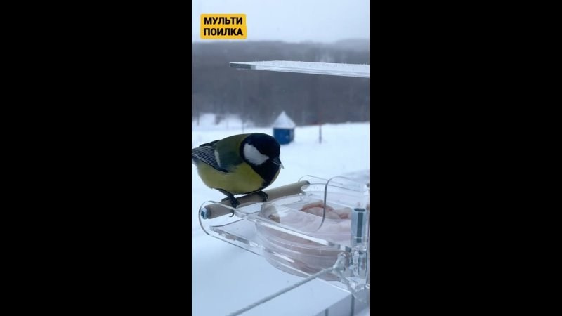 Съемка птиц на кормушке. Кормушки для птиц на окно Чирик-Чирик