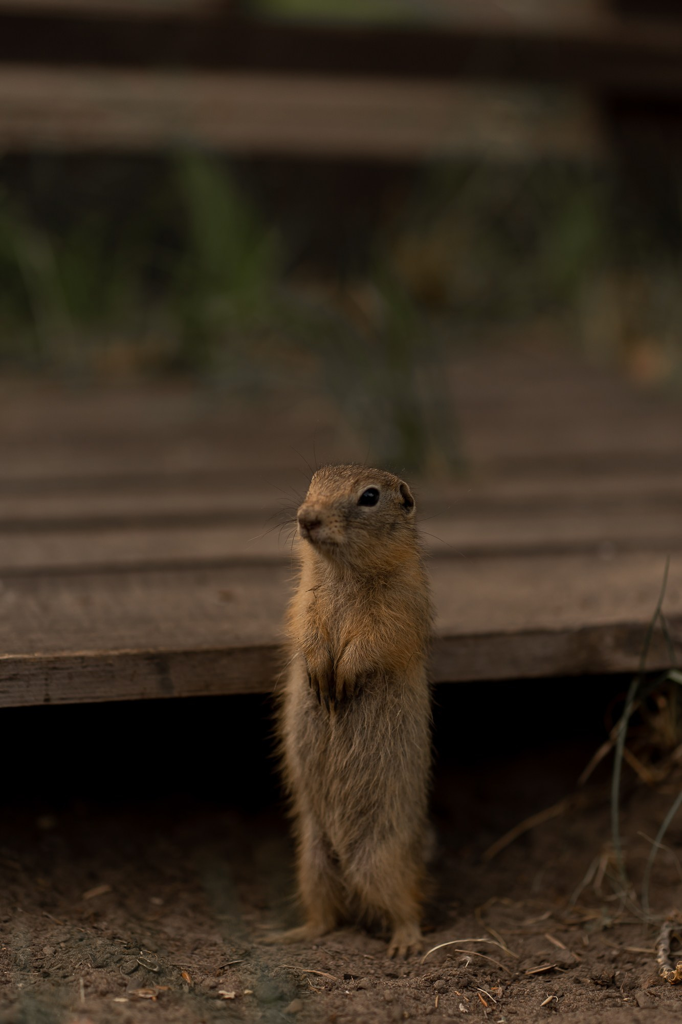Алина. Фотограф в Красноярске. Юлия Чаушанская