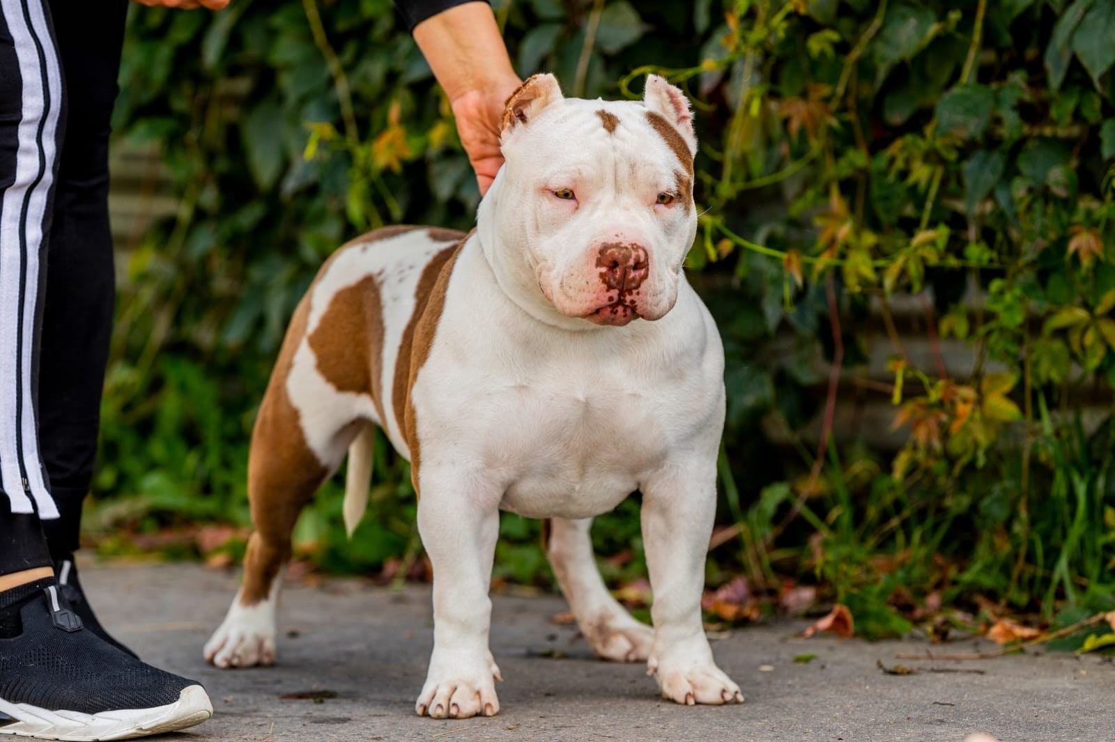 Щенки Американский булли. ПИТОМНИК СОБАК ПОРОДЫ АМЕРИКАНСКИЙ БУЛЛИ