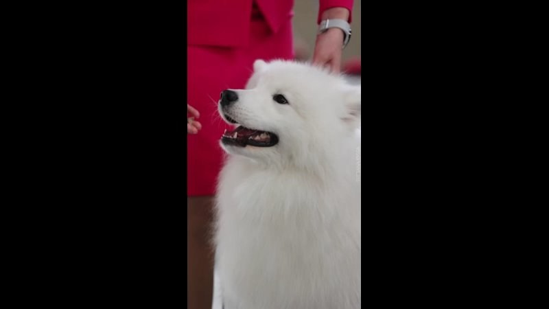Видео. Фотограф — анималист Светлана Кысса|фотограф собак в Краснодаре и Нижнем Новгороде