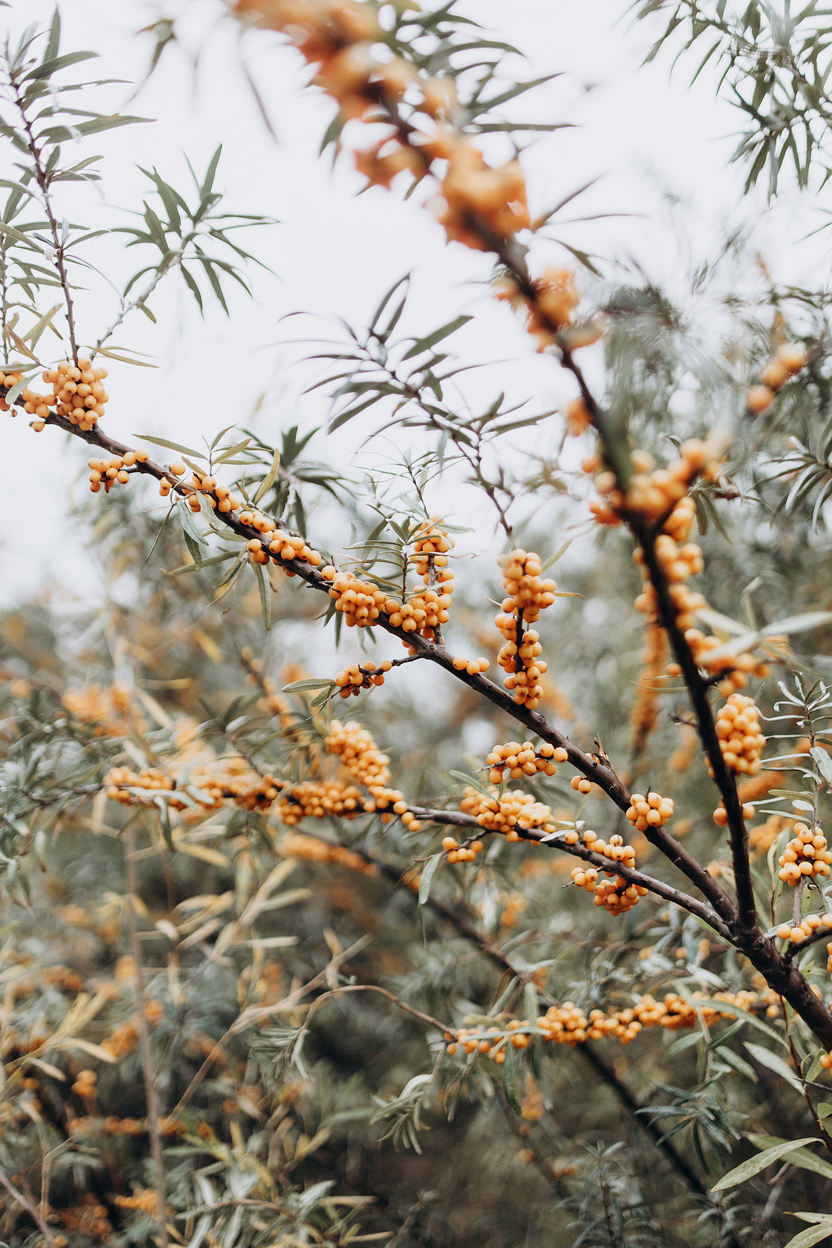 V&A. Пушистая Сова - Свадебный и портретный фотограф Воронеж, Москва, Питер