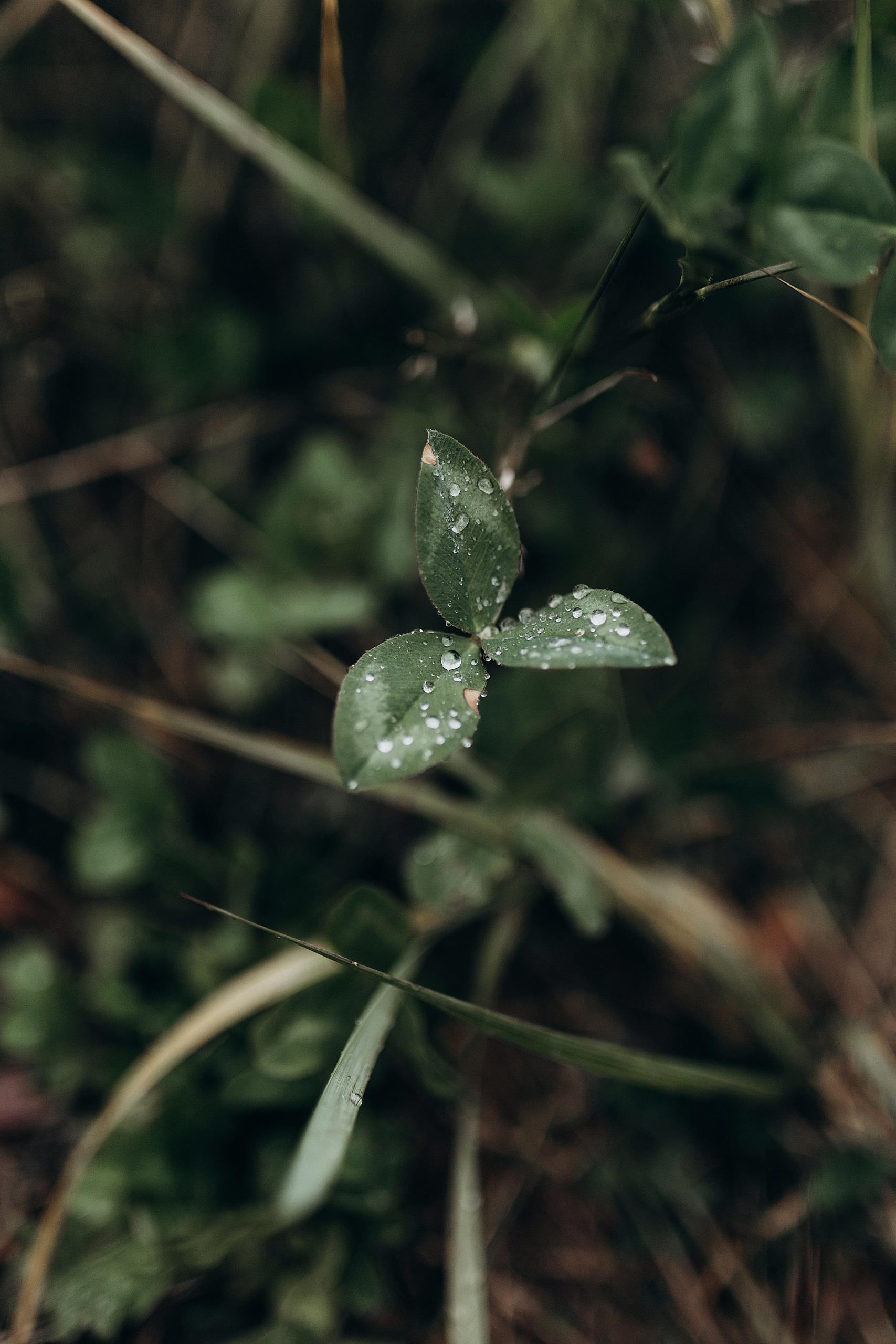V&A. Пушистая Сова - Свадебный и портретный фотограф Воронеж, Москва, Питер