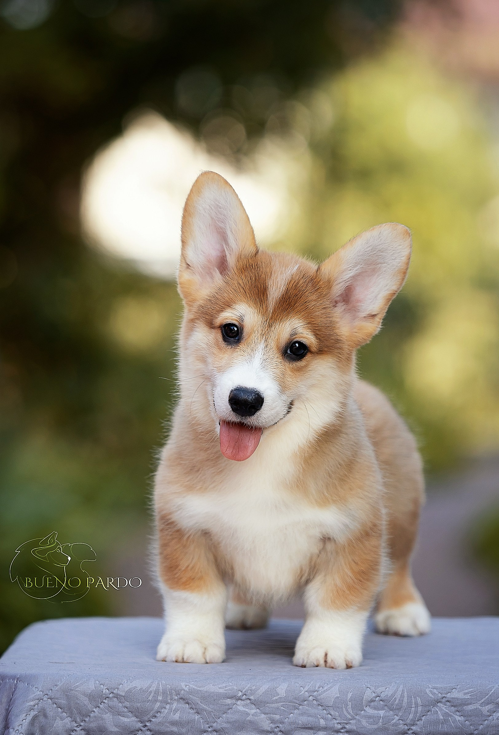 Щенки вельш корги пемброк из питомника. Питомник собак Акита, Хаски, Корги