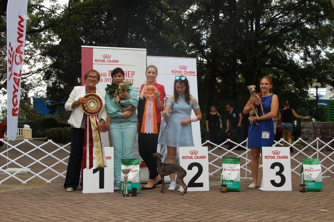 Организация монопородной выставки. Профессиональный питомник левреток РКФ/FCI ASTI SAPPHIRE 💎 Сочи|Санкт-Петербург