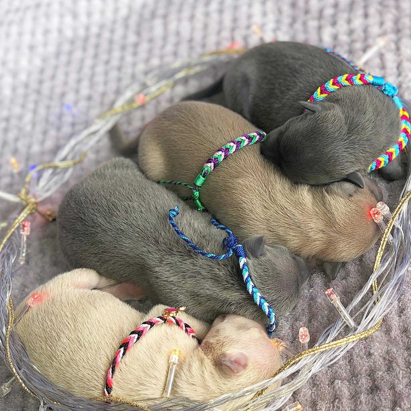 Весенние крошки. Профессиональный питомник левреток РКФ/FCI ASTI SAPPHIRE 💎 Сочи|Санкт-Петербург