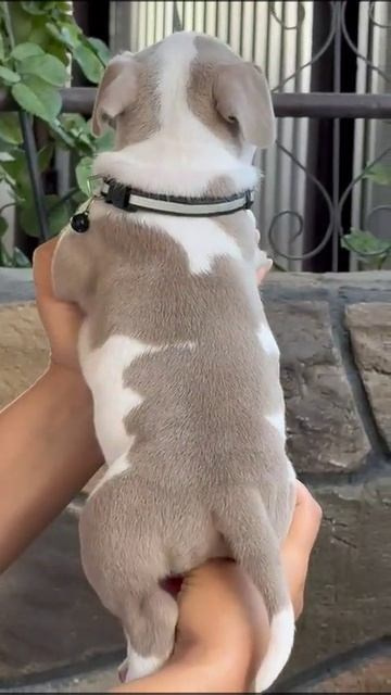 Дети Локомотива. ПИТОМНИК СОБАК ПОРОДЫ АМЕРИКАНСКИЙ БУЛЛИ