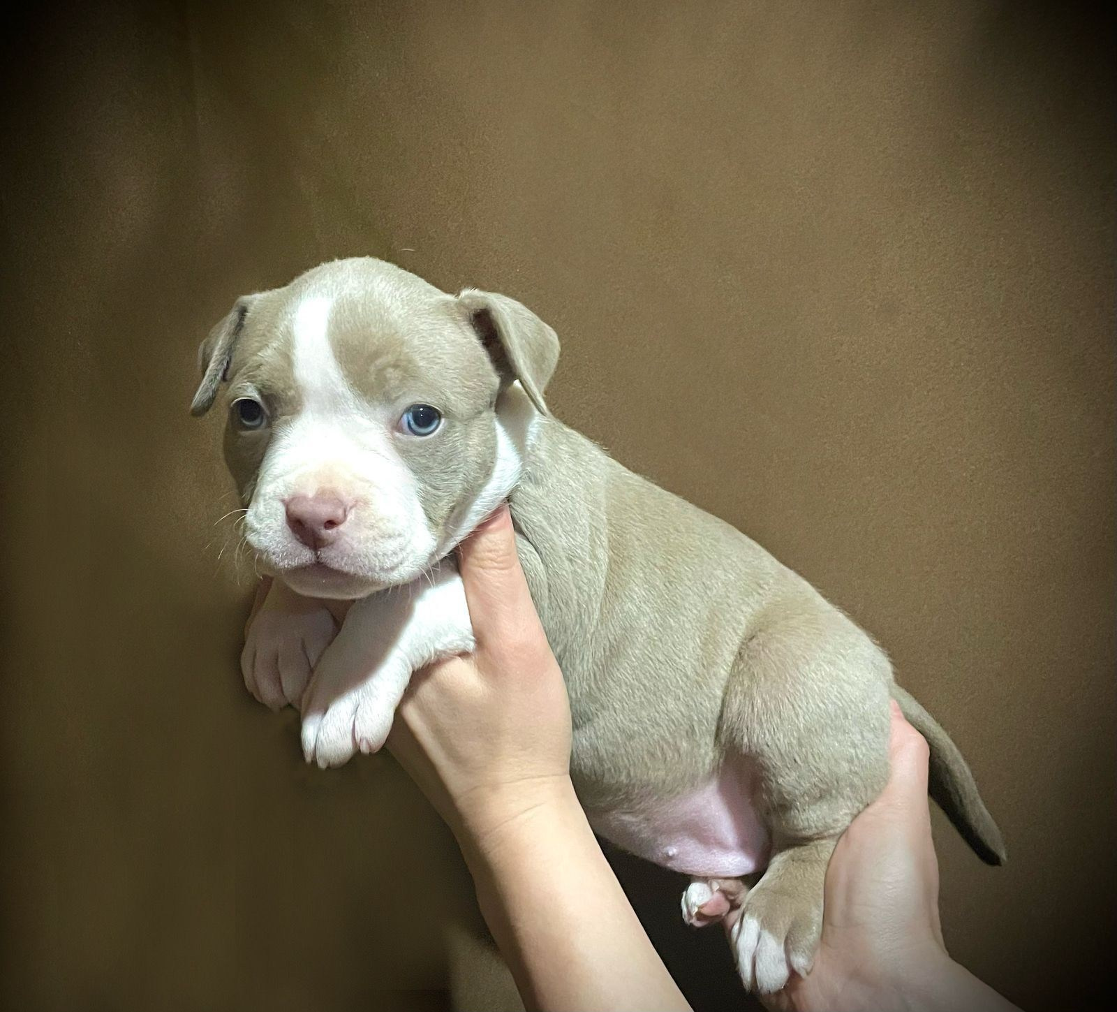 Дети ЕВАНГЕЛИСТА. ПИТОМНИК СОБАК ПОРОДЫ АМЕРИКАНСКИЙ БУЛЛИ