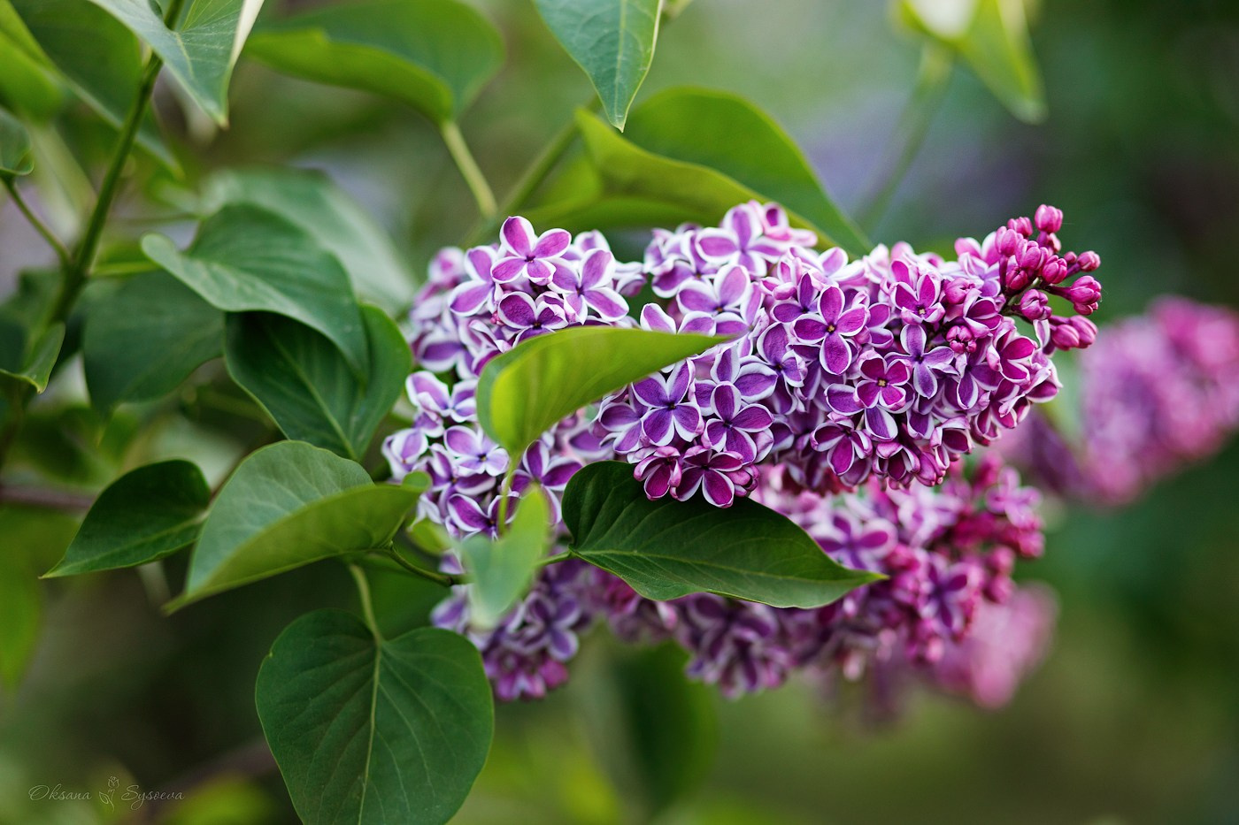 Топ мест Москвы где цветет сирень