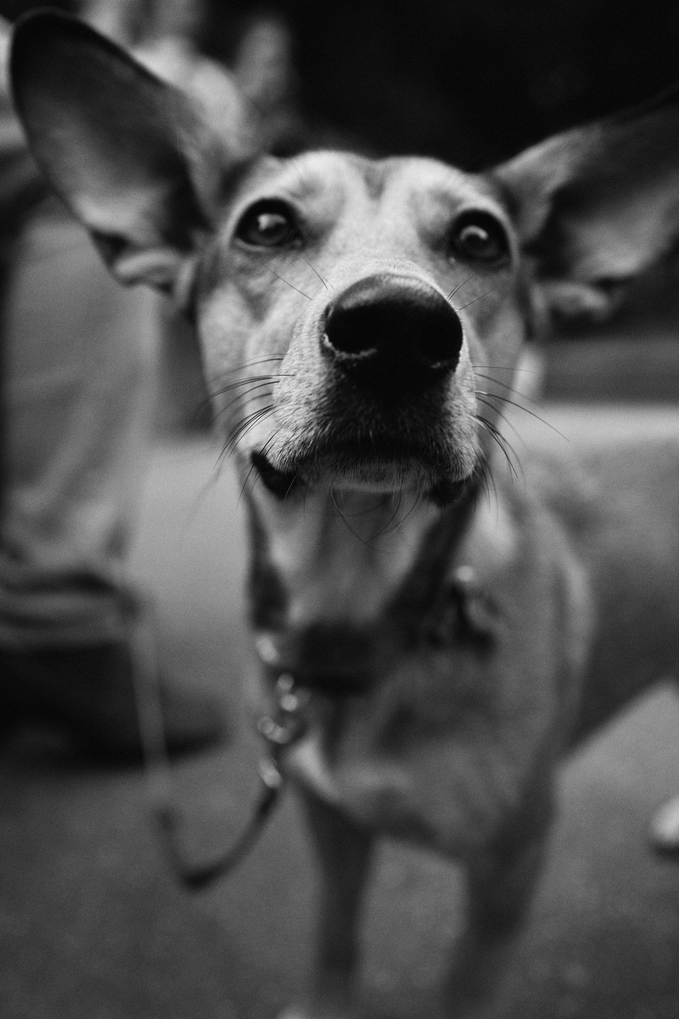 GrinФест. Денис Паунин — Фотографии