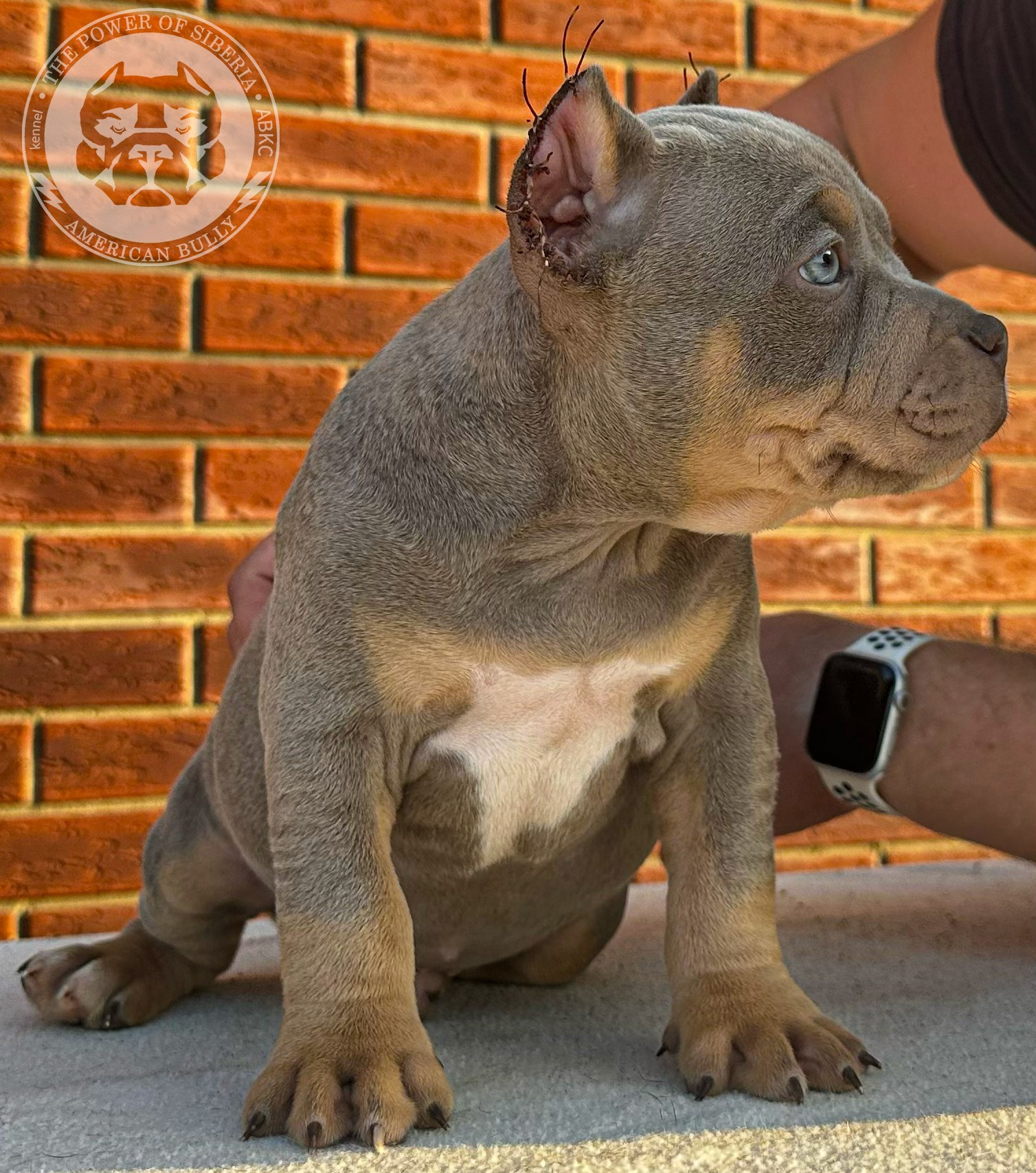 Помет Каспер и Тагира. 21.04.25. Американский Булли в г. Ростов-на-Дону. Питомник THE POWER OF SIBERIA
