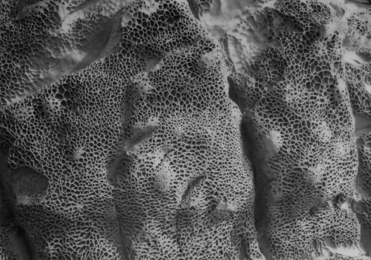 Таня Щербинина «Strange landscapes». Самоорганизация Низина