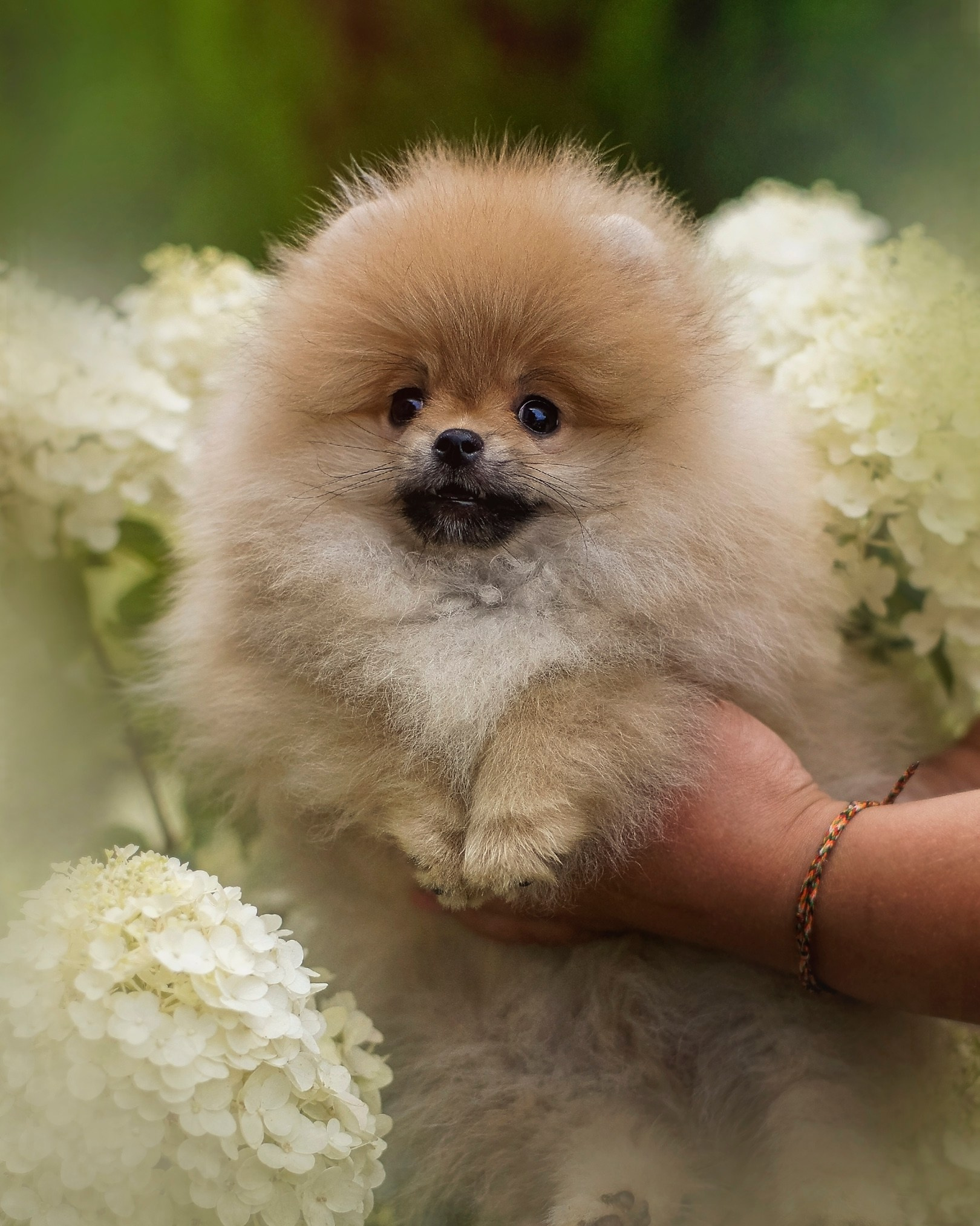 Собаки. Фотограф-анималист Нижний Новгород