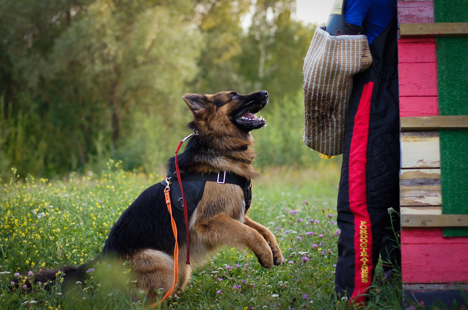 Репортажная съемка. Фотограф-анималист Нижний Новгород
