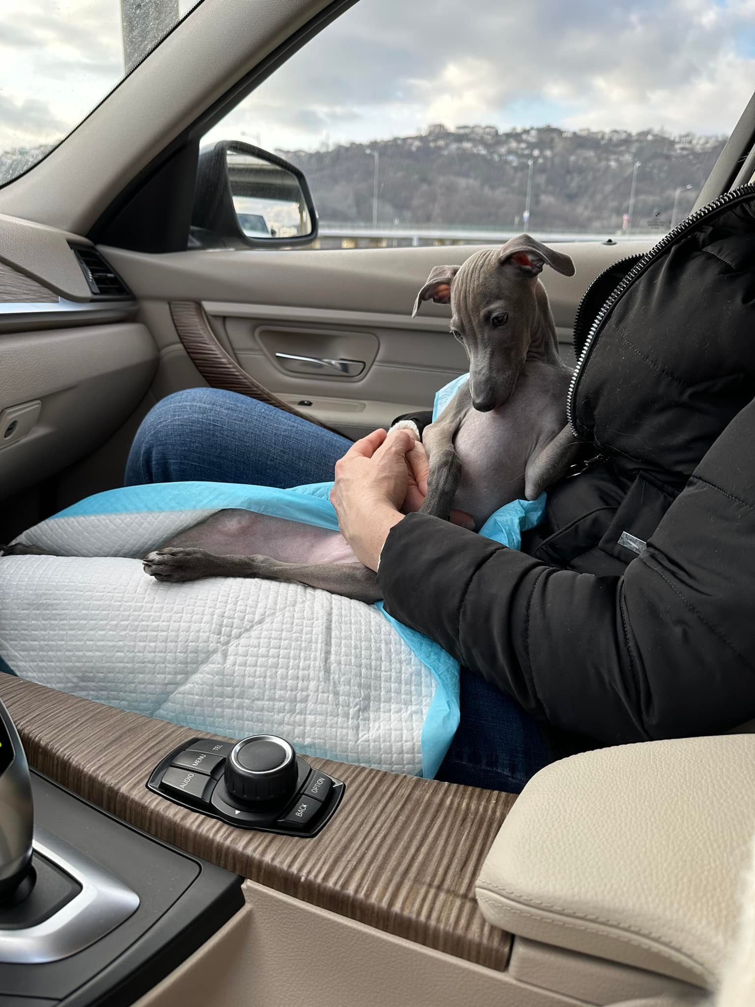 Профессиональный питомник левреток РКФ/FCI ASTI SAPPHIRE 💎 Сочи|Санкт-Петербург