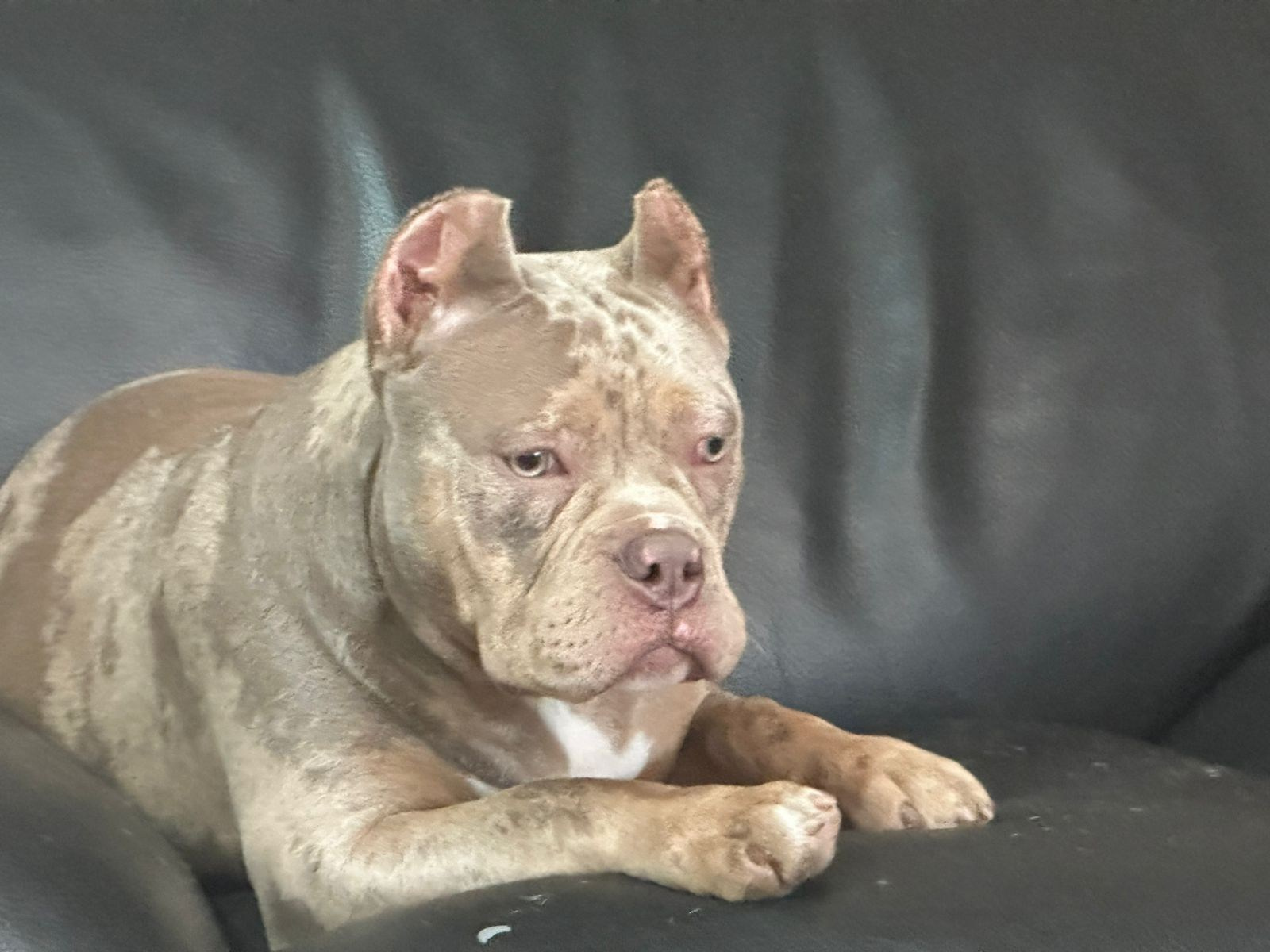 Щенки Американский булли. ПИТОМНИК СОБАК ПОРОДЫ АМЕРИКАНСКИЙ БУЛЛИ