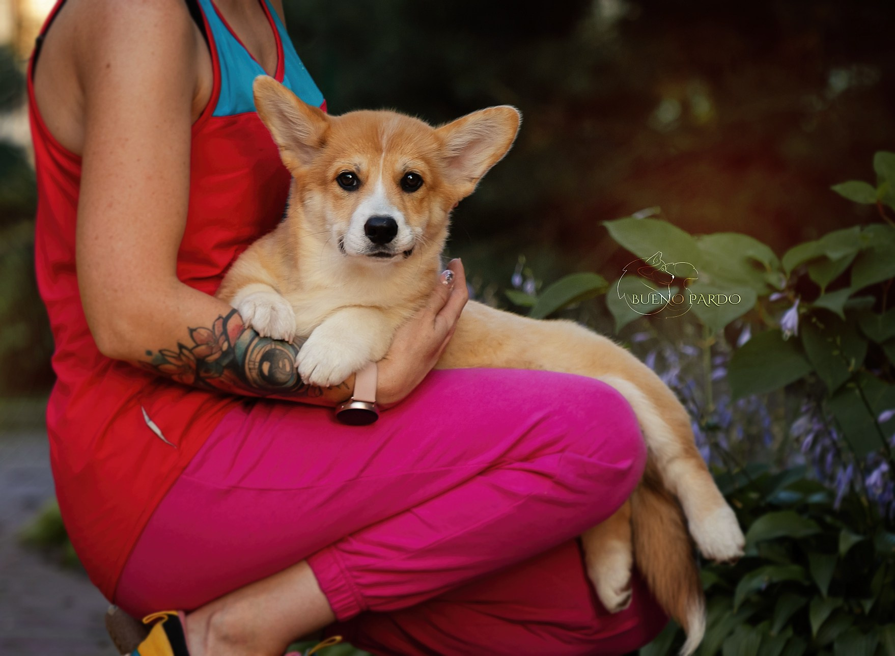 Щенки вельш корги пемброк из питомника. Питомник собак Акита, Хаски, Корги