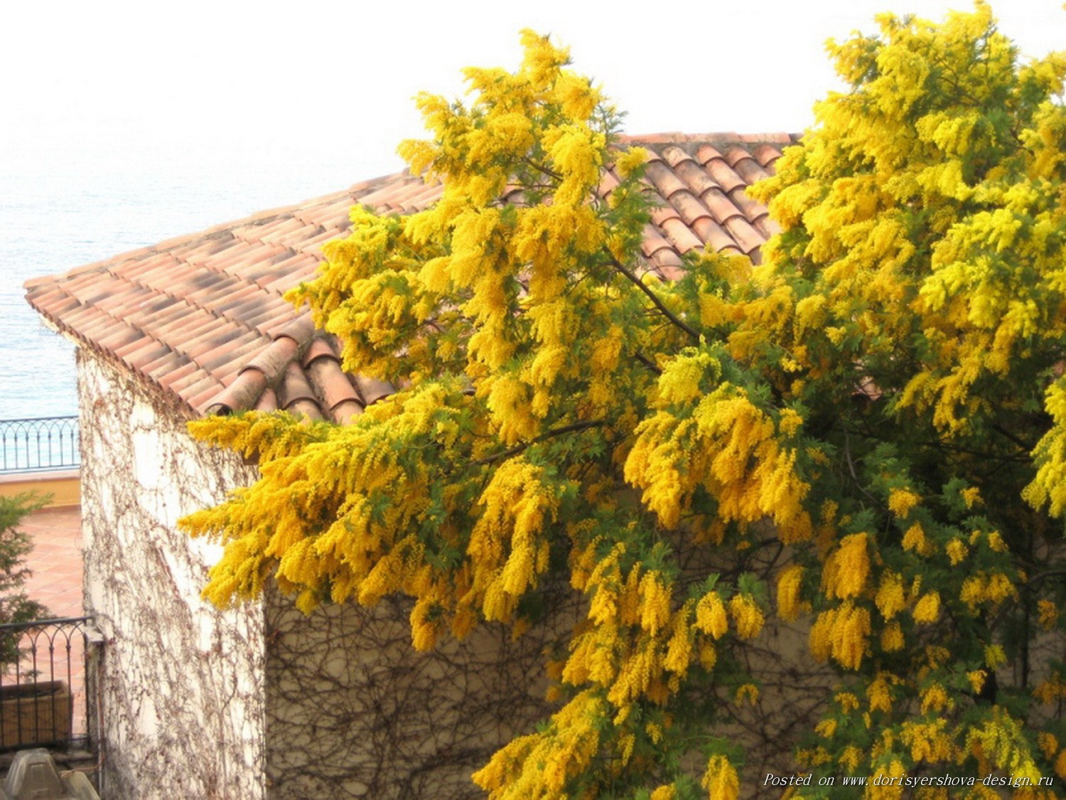 Абхазия. Мимоза. Ольга Котова