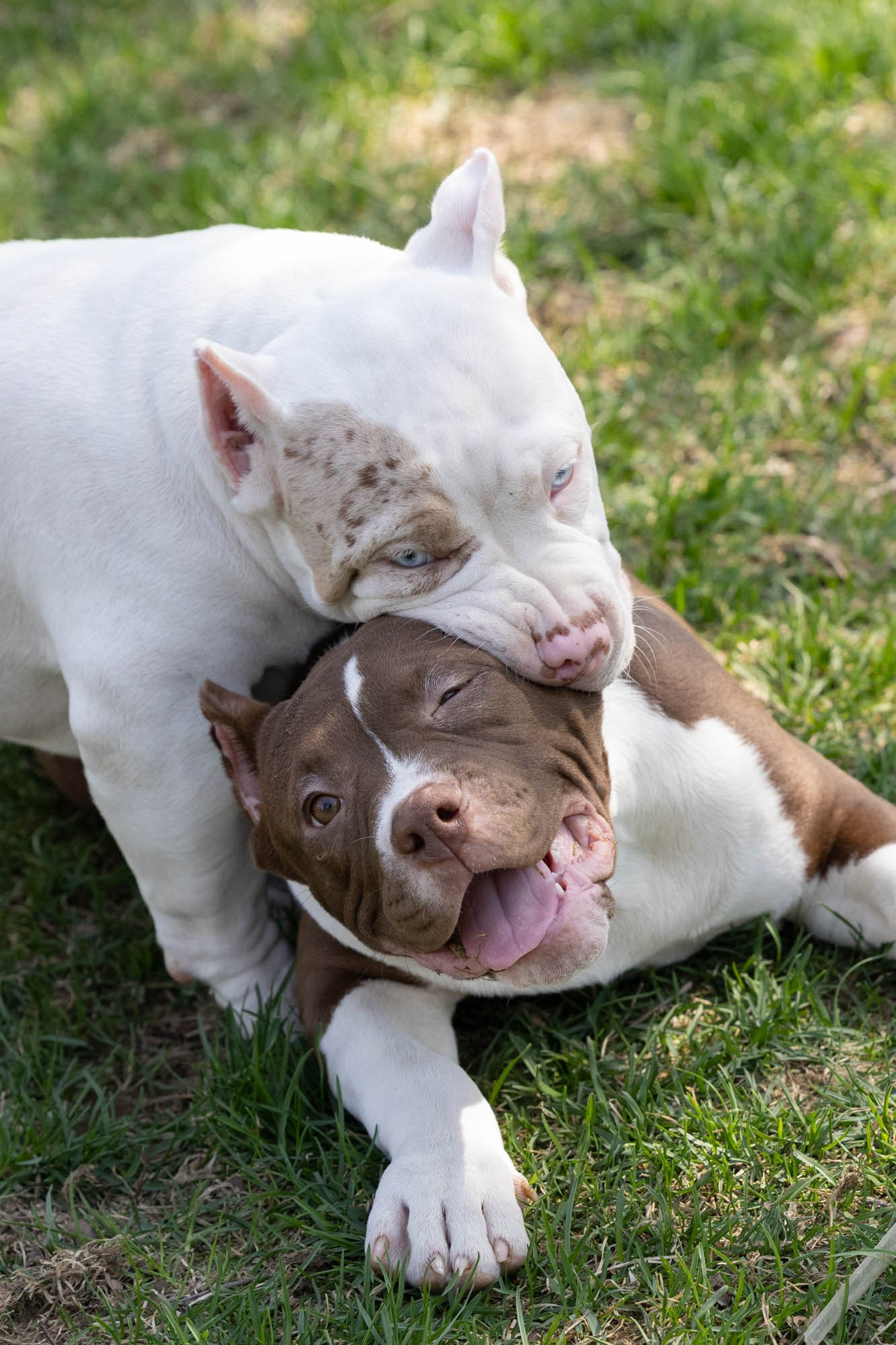 Щенки. Виктория Михайловская. Фотограф-анималист. Москва