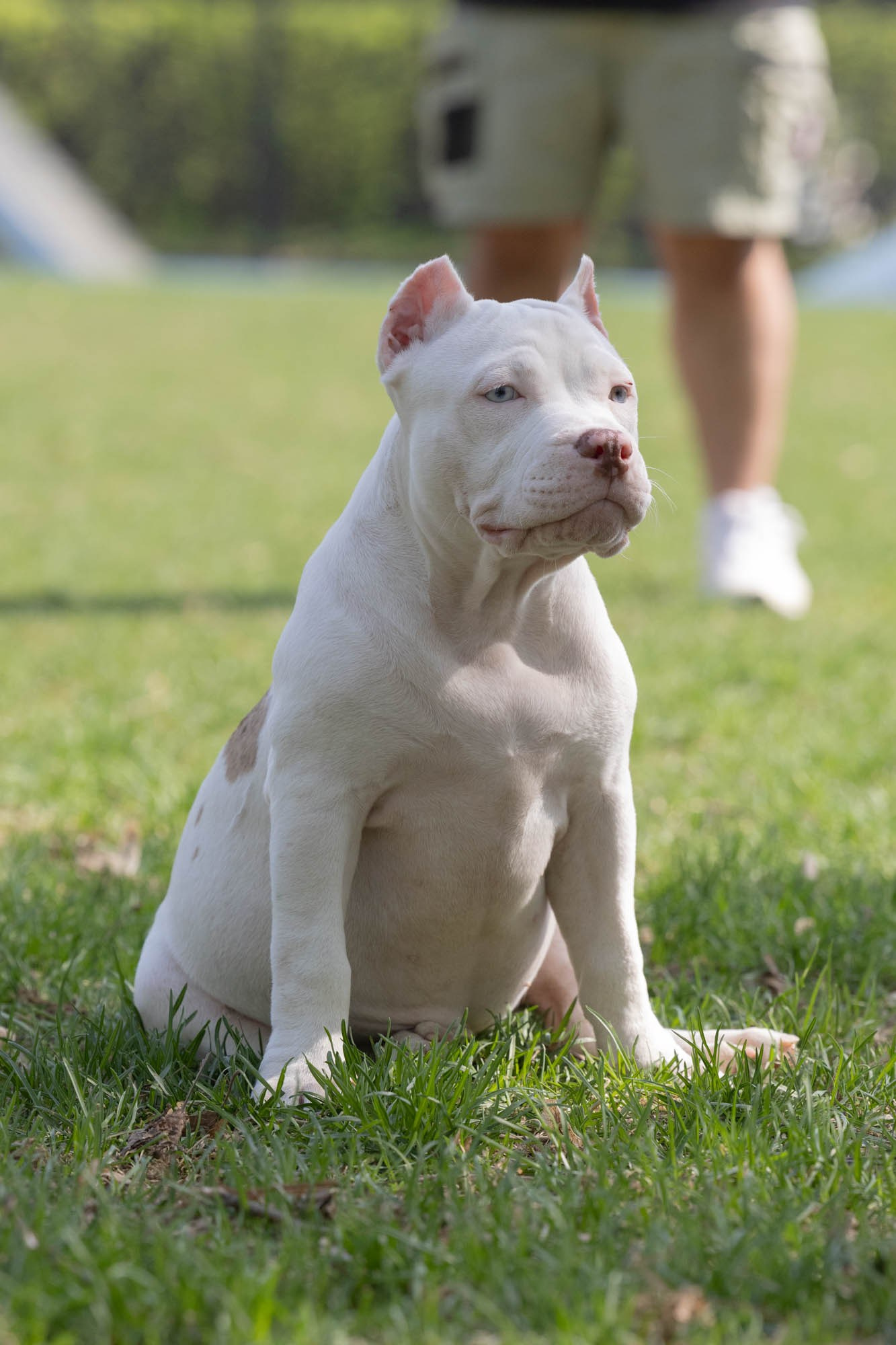 Щенки. Виктория Михайловская. Фотограф-анималист. Москва