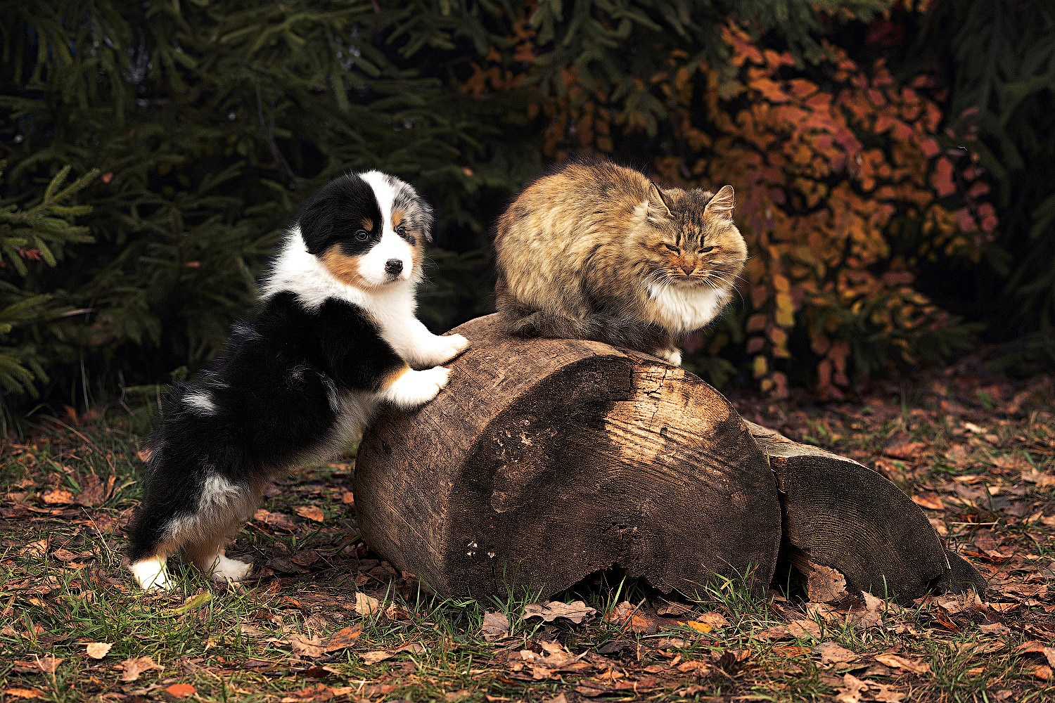 Фотограф-анималист и бренд-фотограф в Москве | Фотография собак, людей, бизнес-портрет