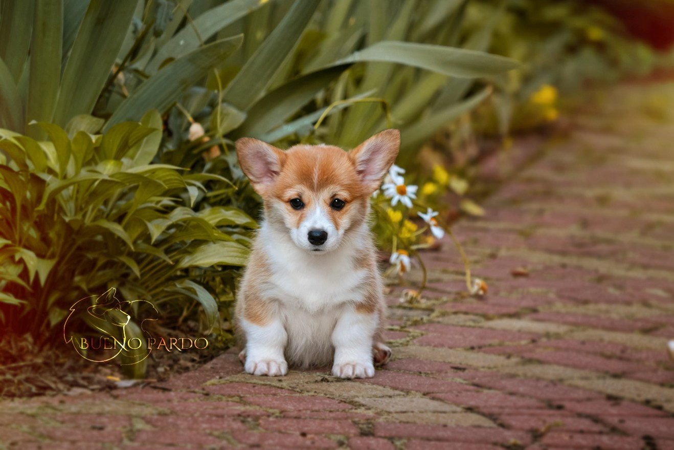 Щенки вельш корги пемброк из питомника. Питомник собак Акита, Хаски, Корги